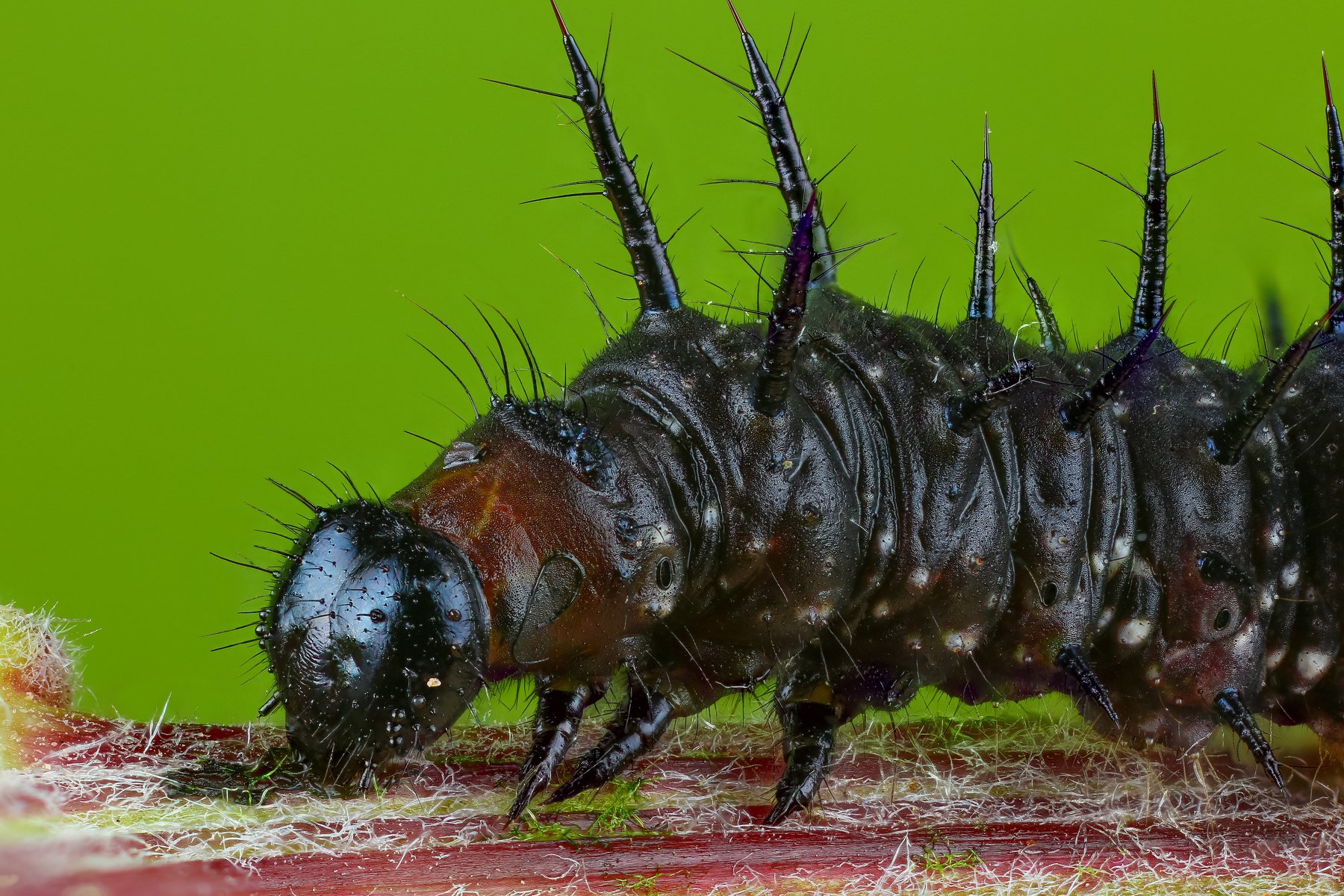 макро насекомое животное зеленый, Андрей Шаповалов