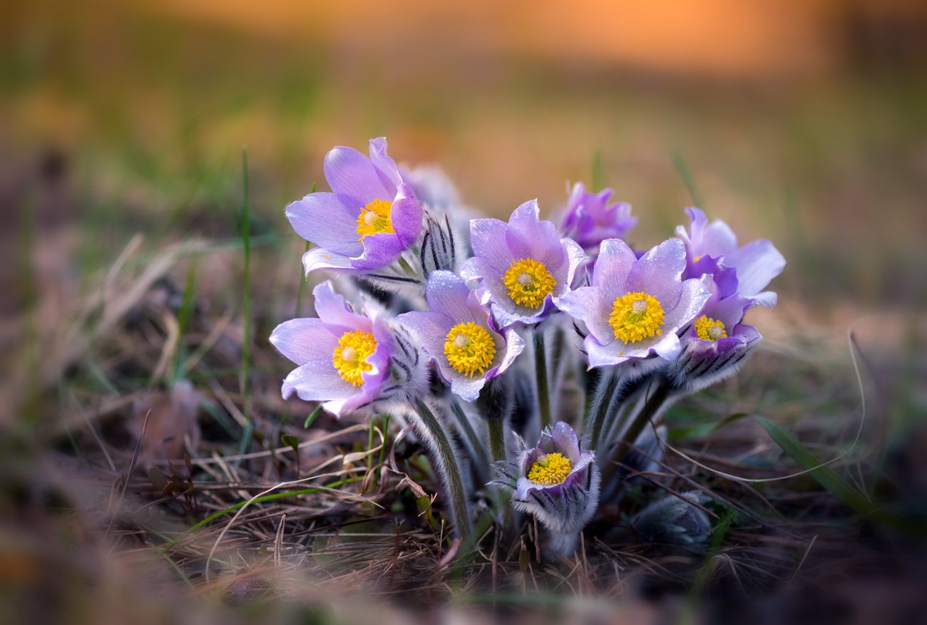 весна, цветы, сон-, трава, Галанзовская Оксана