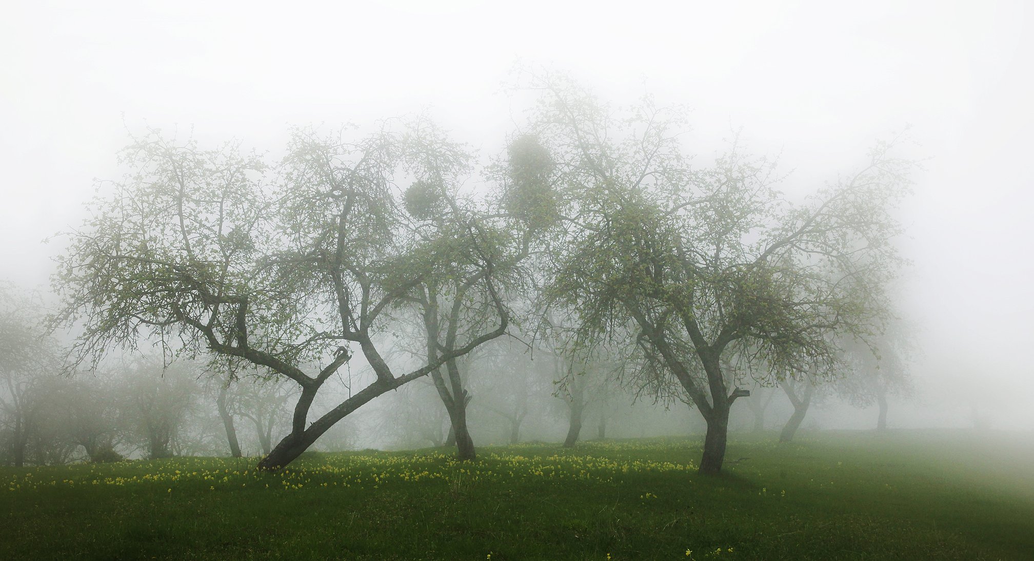 весна,сад,туман, Marat Magov