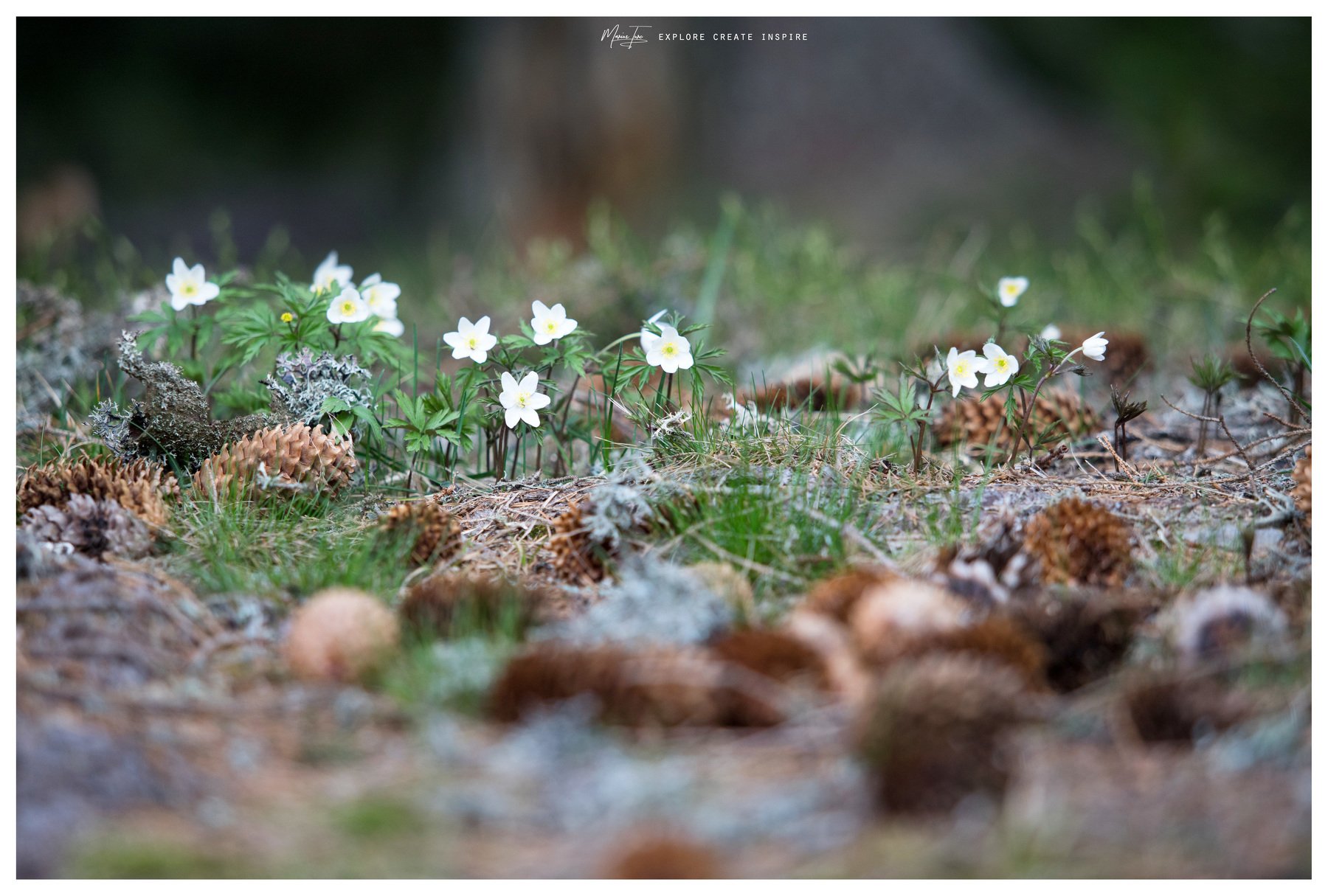 flowers,evening,nature,romania,silence, Marius Turc