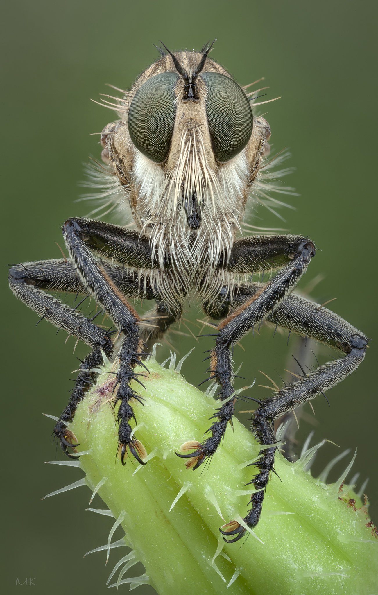 ктырь,  asilidae, robber fly, Miron Karlinsky