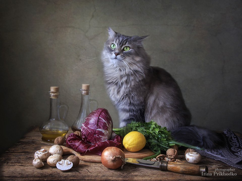 натюрморт, овощи, вегетарианский, салат радичио, кошка Масяня, кошки, домашние животные, наши питомцы, Ирина Приходько
