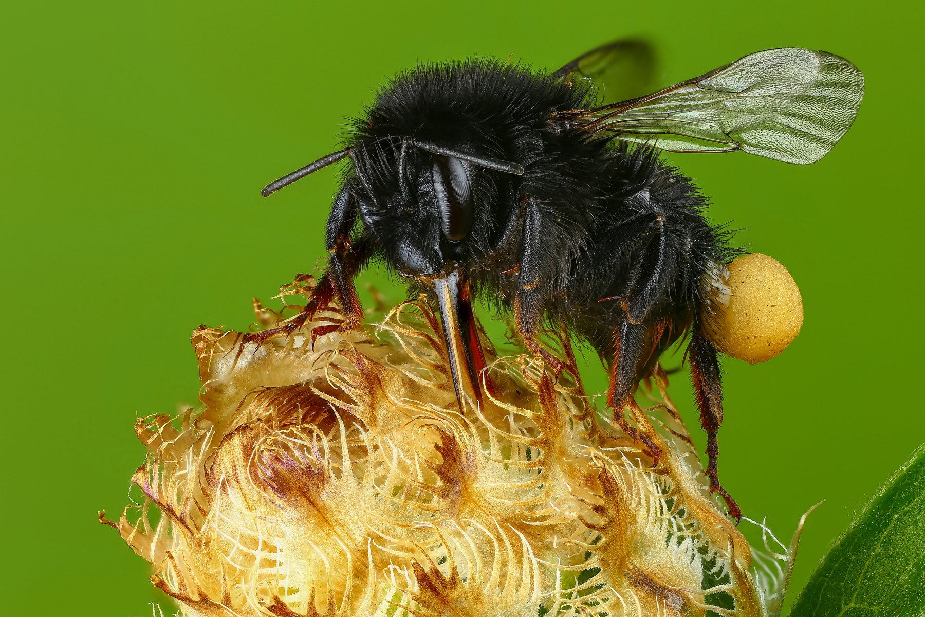макро шмель насекомое животное зеленый, Андрей Шаповалов