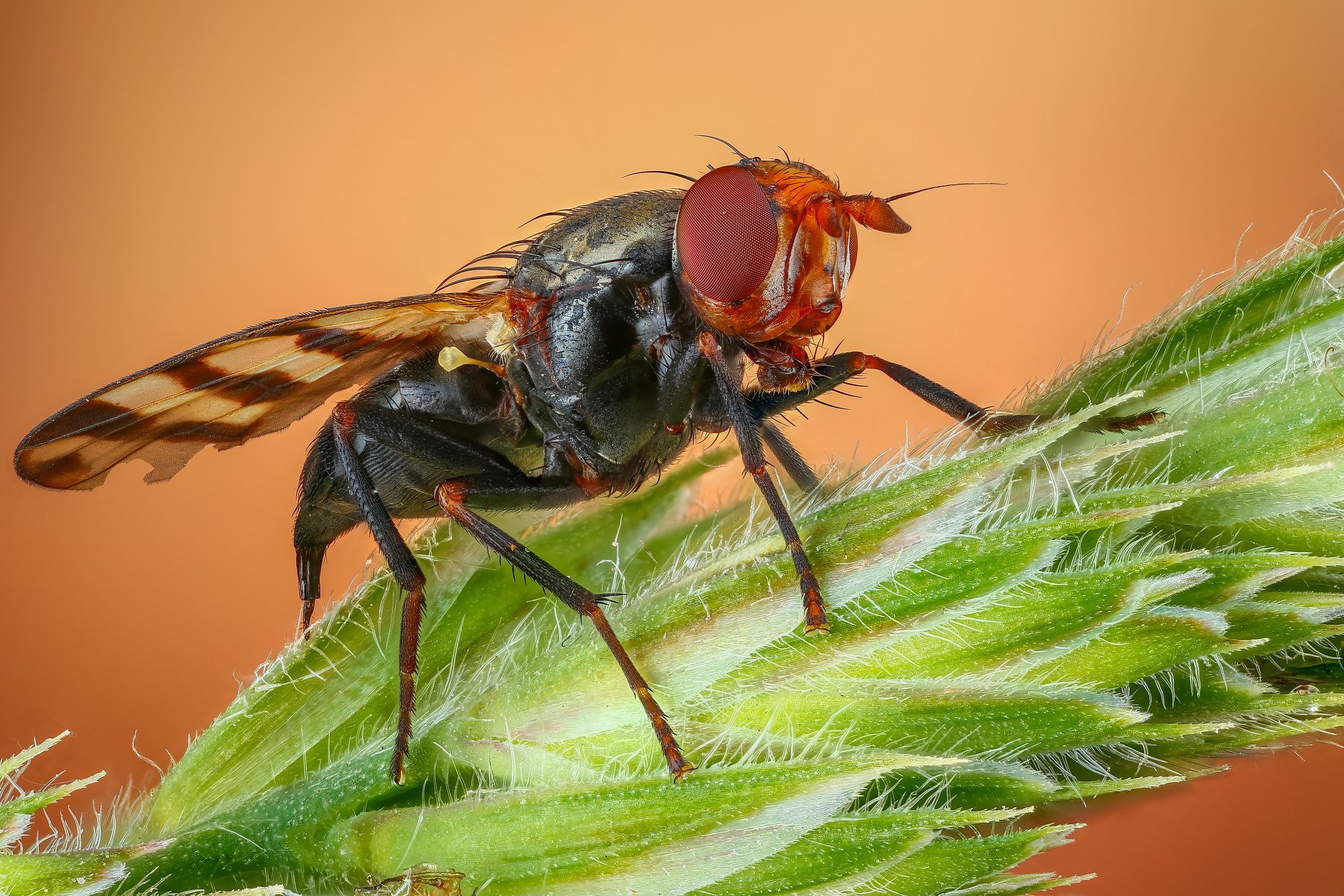 макро муха насекомое животное черный, Андрей Шаповалов