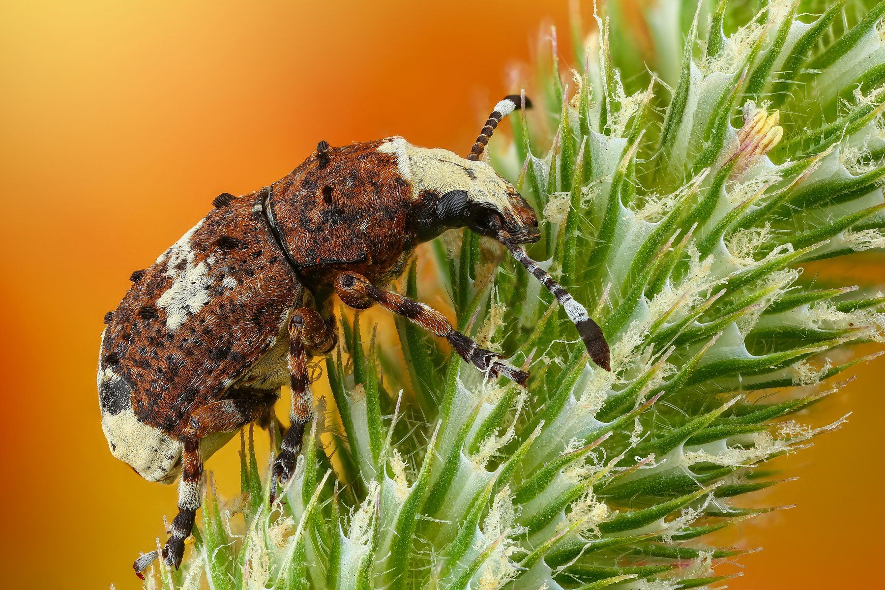 макро жук насекомое животное коричневый зеленый, Андрей Шаповалов