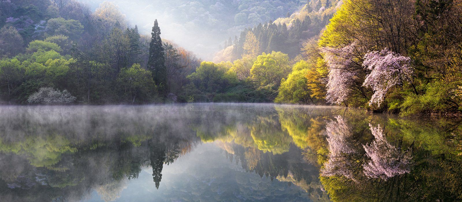 reflection, mist, spring, water, blossom, light, Jaeyoun Ryu