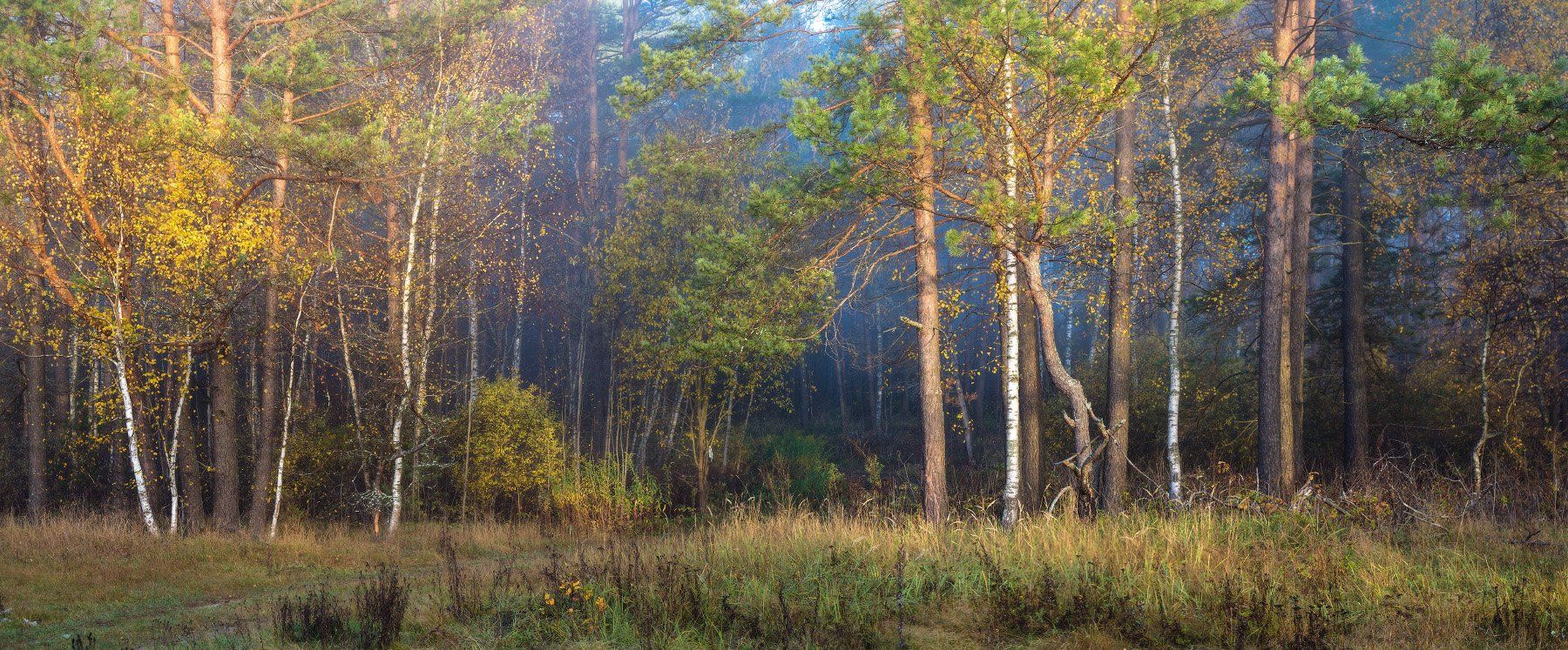 лес осень утро свет туман, Дмитрий Алексеев