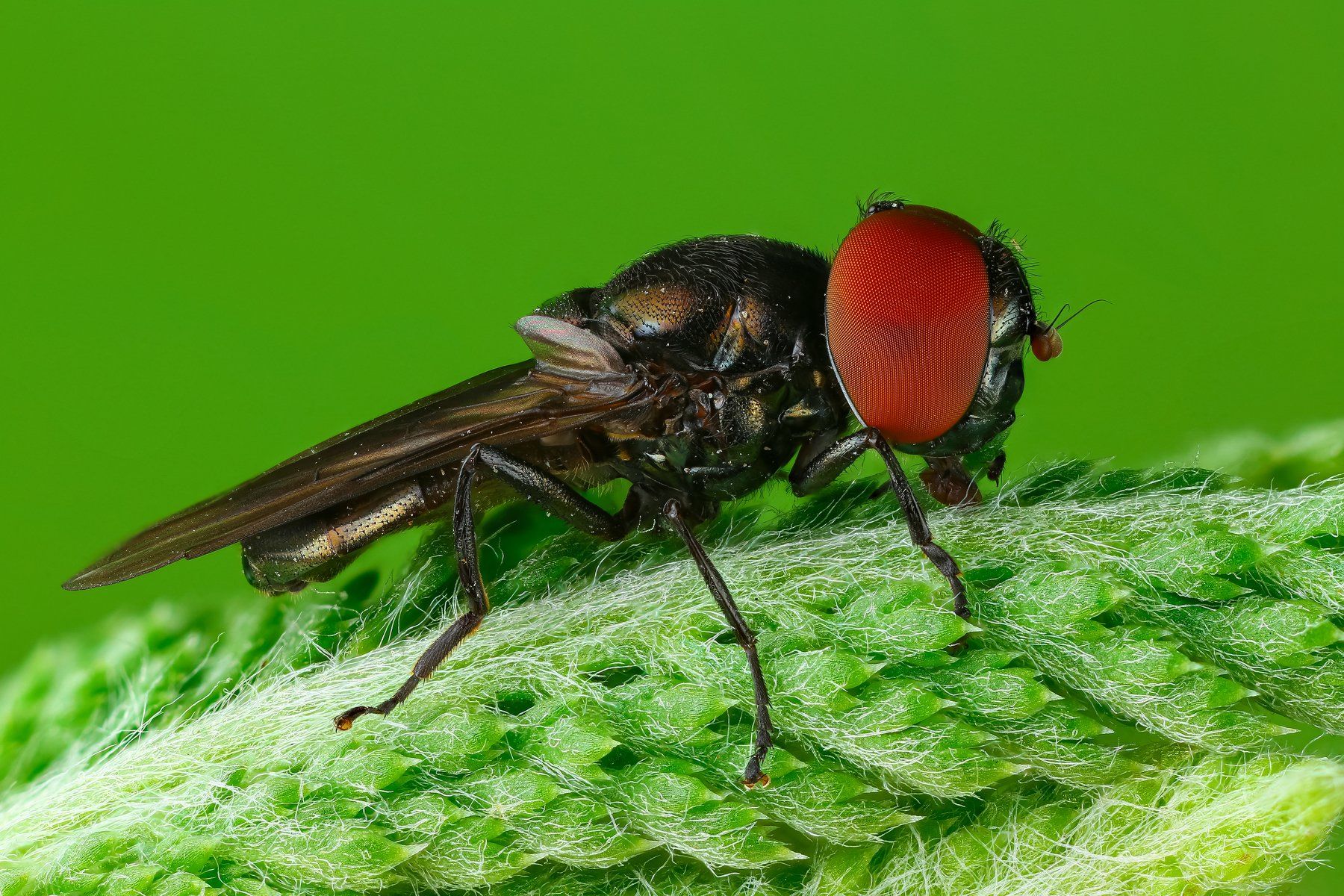 макро муха насекомое животное черный зеленый, Андрей Шаповалов
