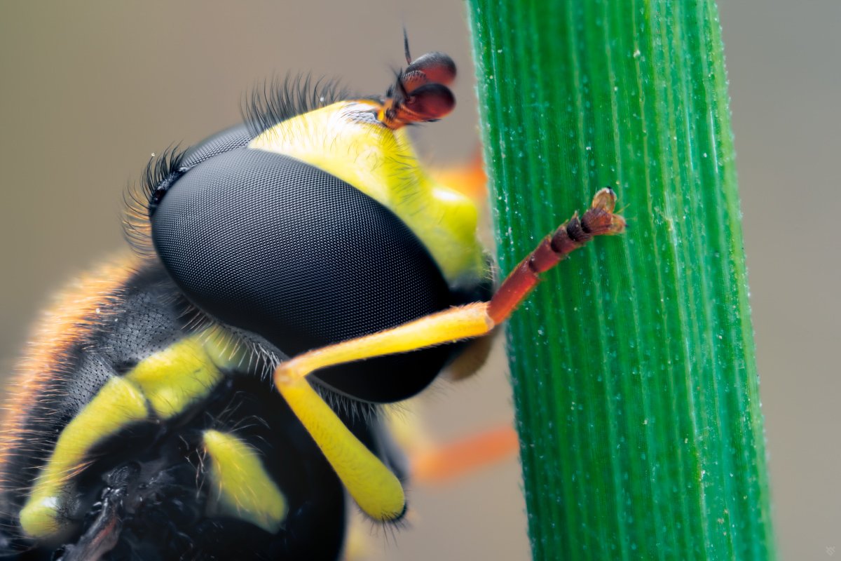 Syrphidae, macro, 5:1, bug, Wojciech Grzanka