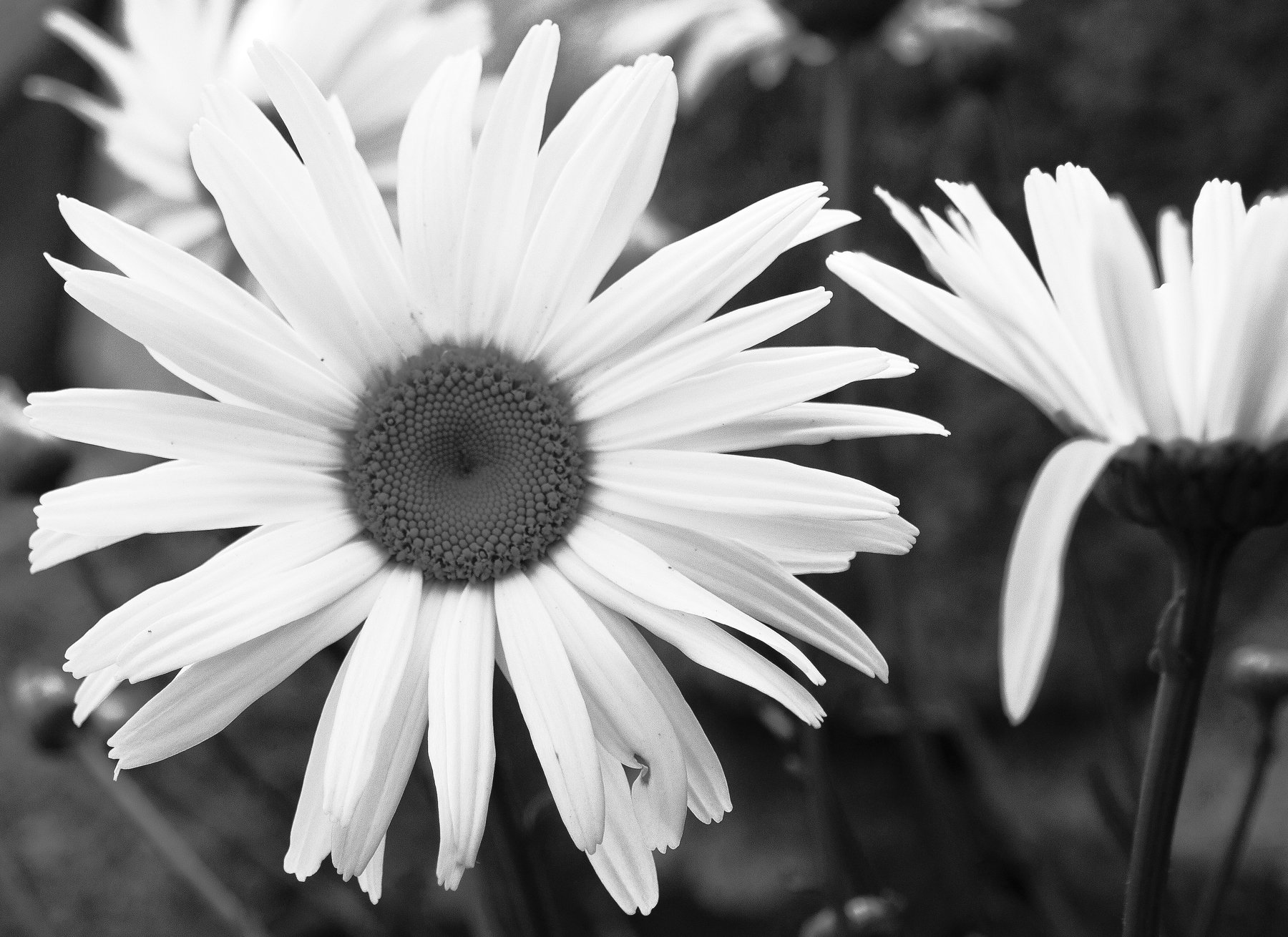 Ireland, Wicklow, Flowers, Black and white, Monochrome, Elena Beregatnova