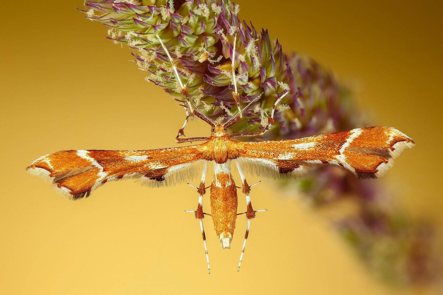 макро бабочка насекомое животное оранжевый, Андрей Шаповалов