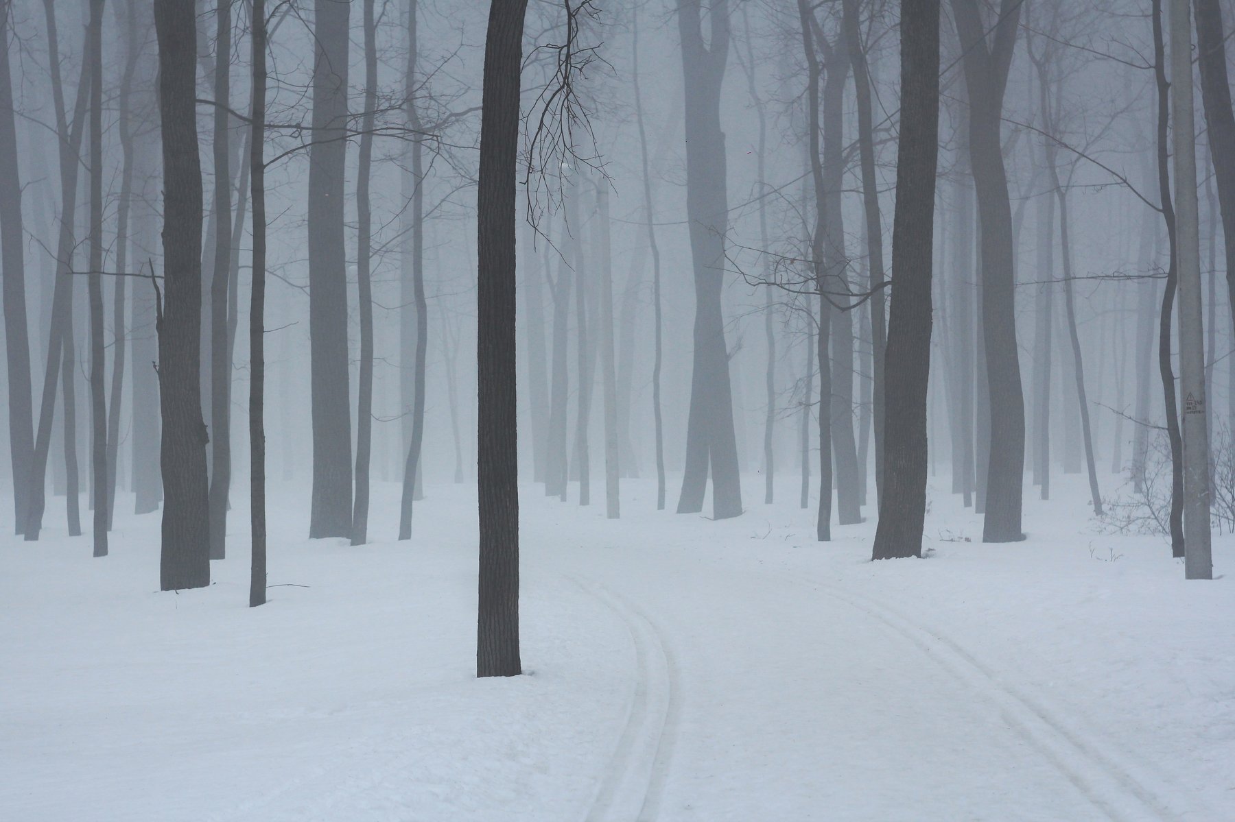 туман, лес, Фролова Евгения