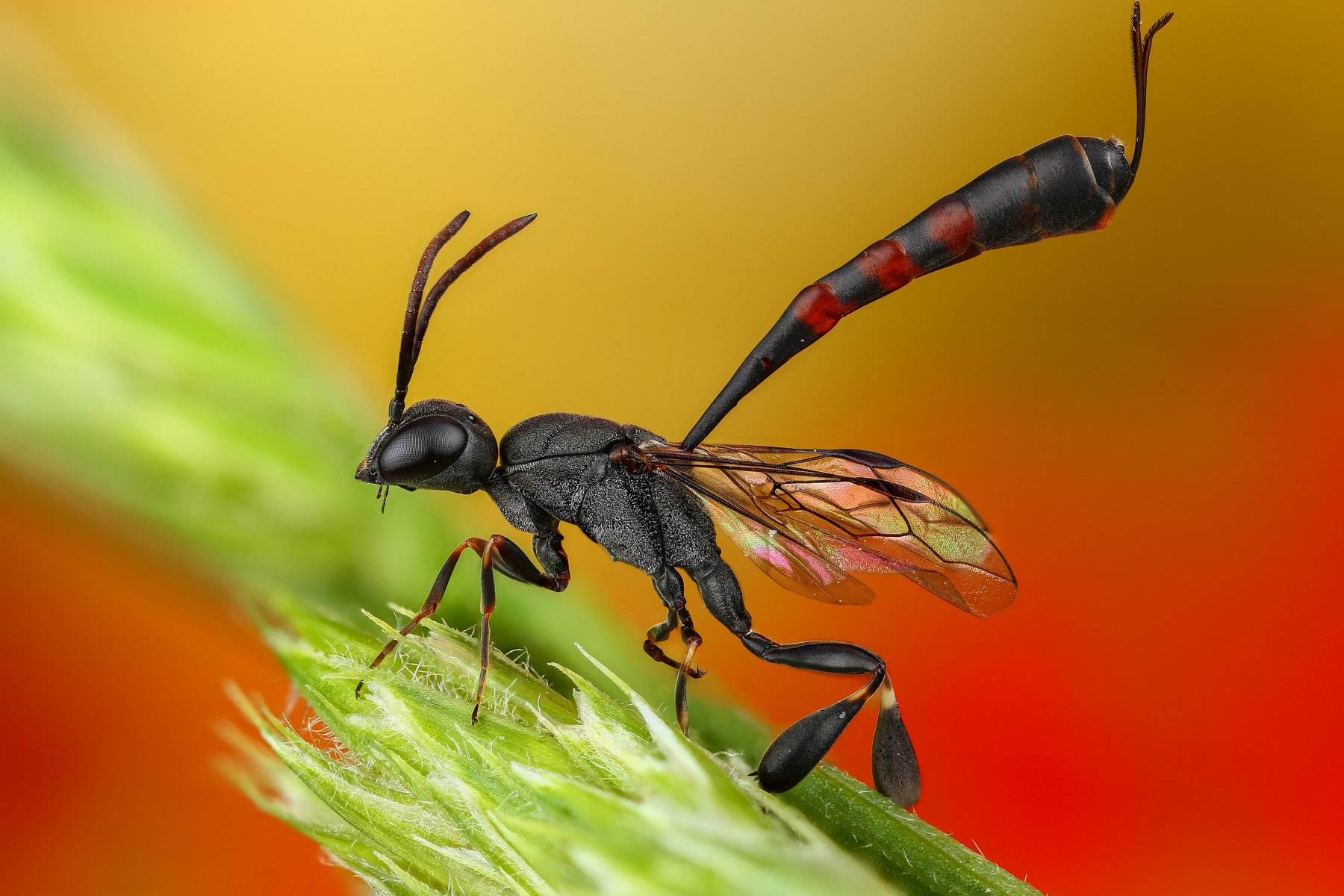 макро оса насекомое животное черный желтый оранжевый, Андрей Шаповалов