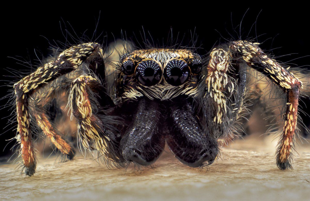 паук скакун багира киплинга глаза отражение макро d3100, Сергей Жуковский