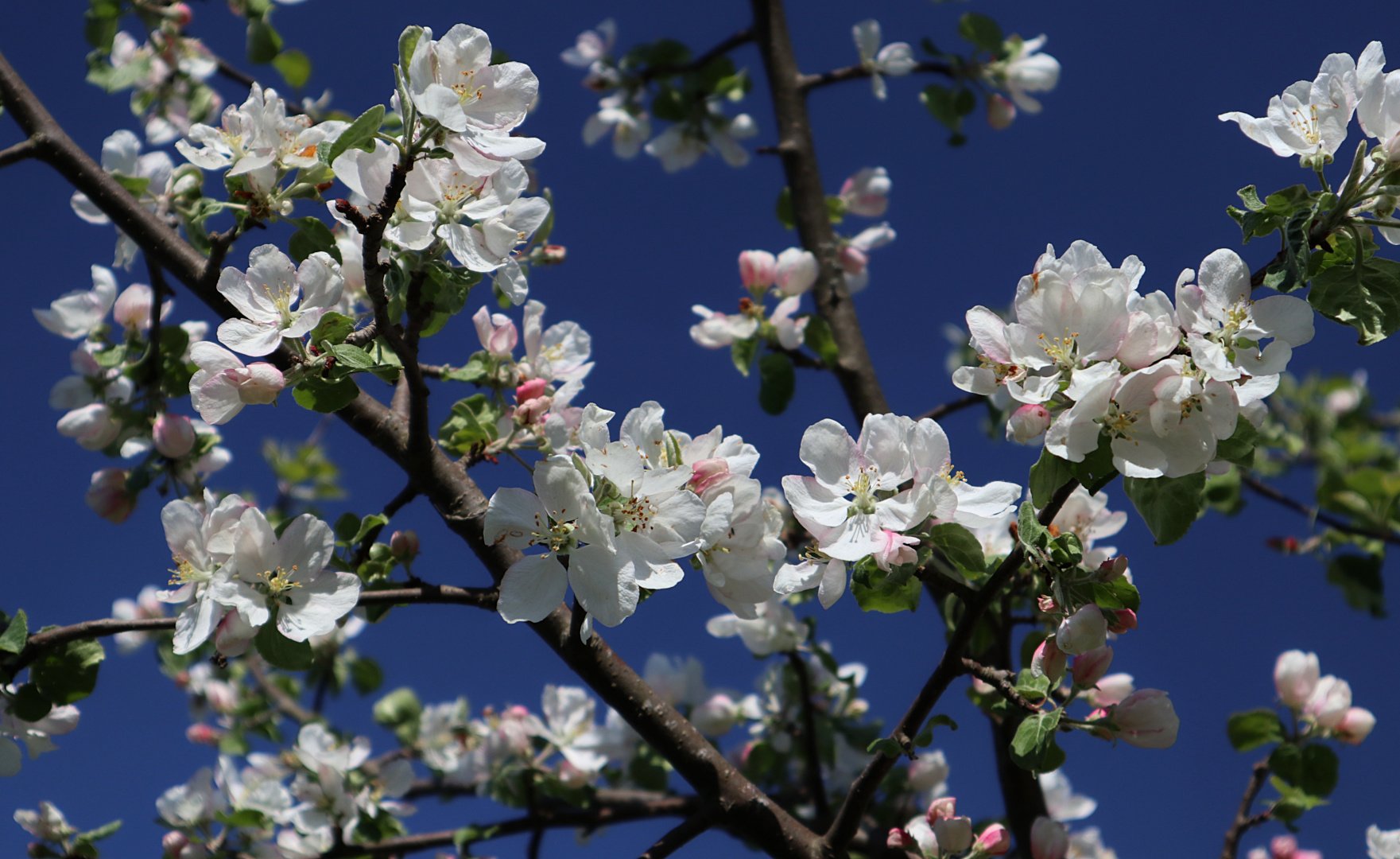 яблоня, malus, domestica, весна, цветы, Александр Зорин