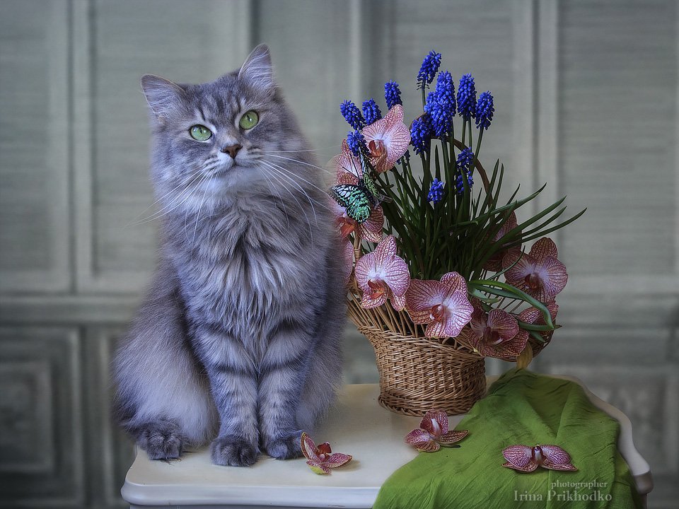 цветочный натюрморт, кошка Масяня, кошки, наши питомцы, Ирина Приходько