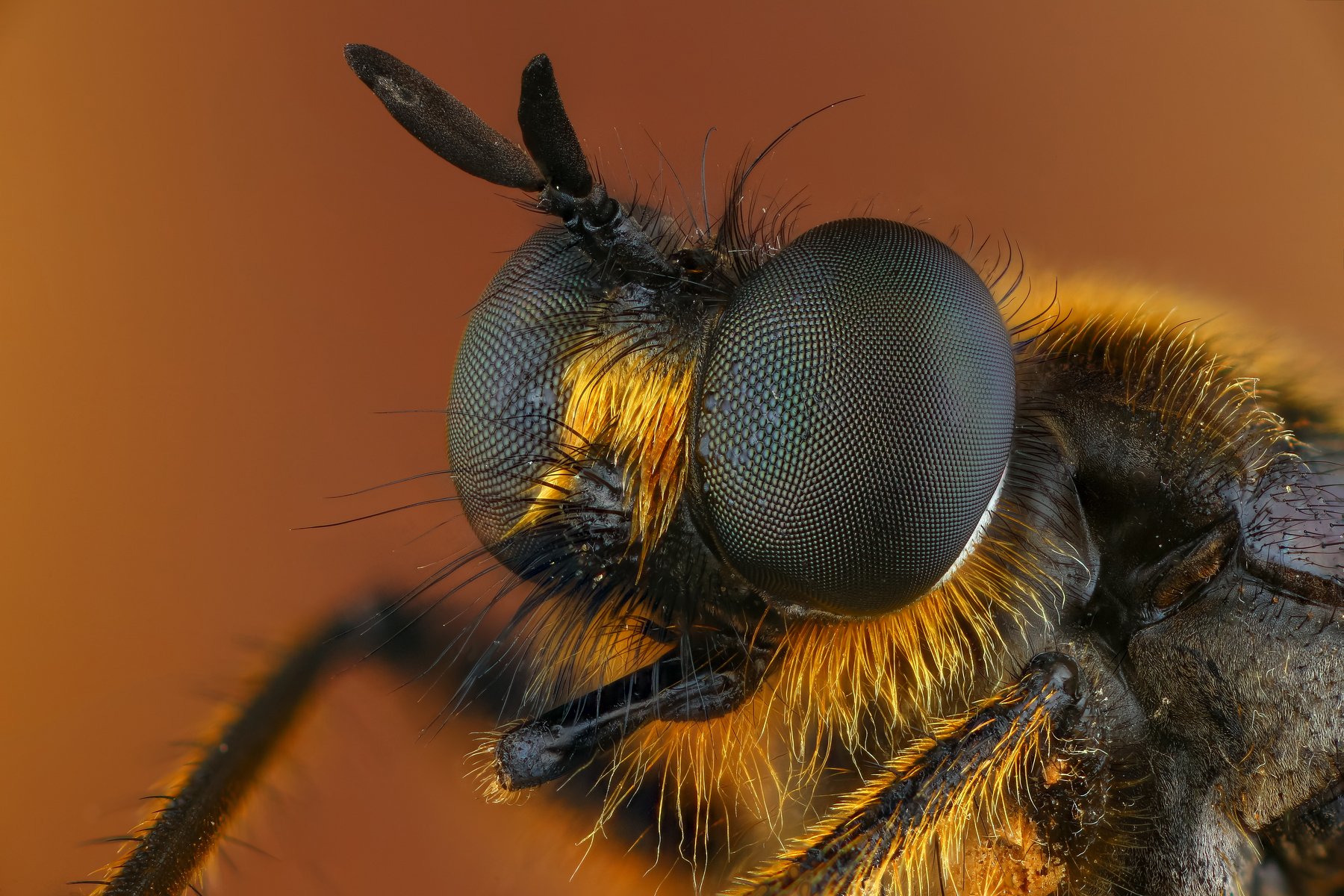 макро муха насекомое животное коричневый портрет, Андрей Шаповалов