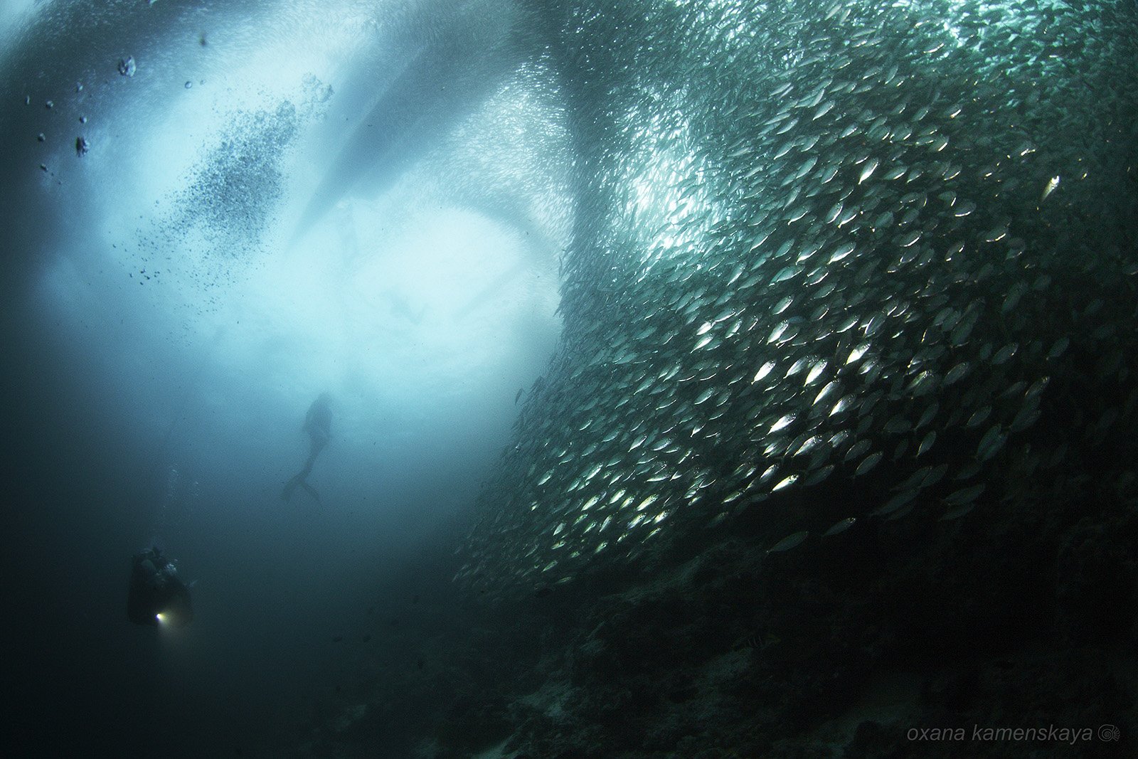underwater phillipines blue deep diver sardines , Оксана Каменская