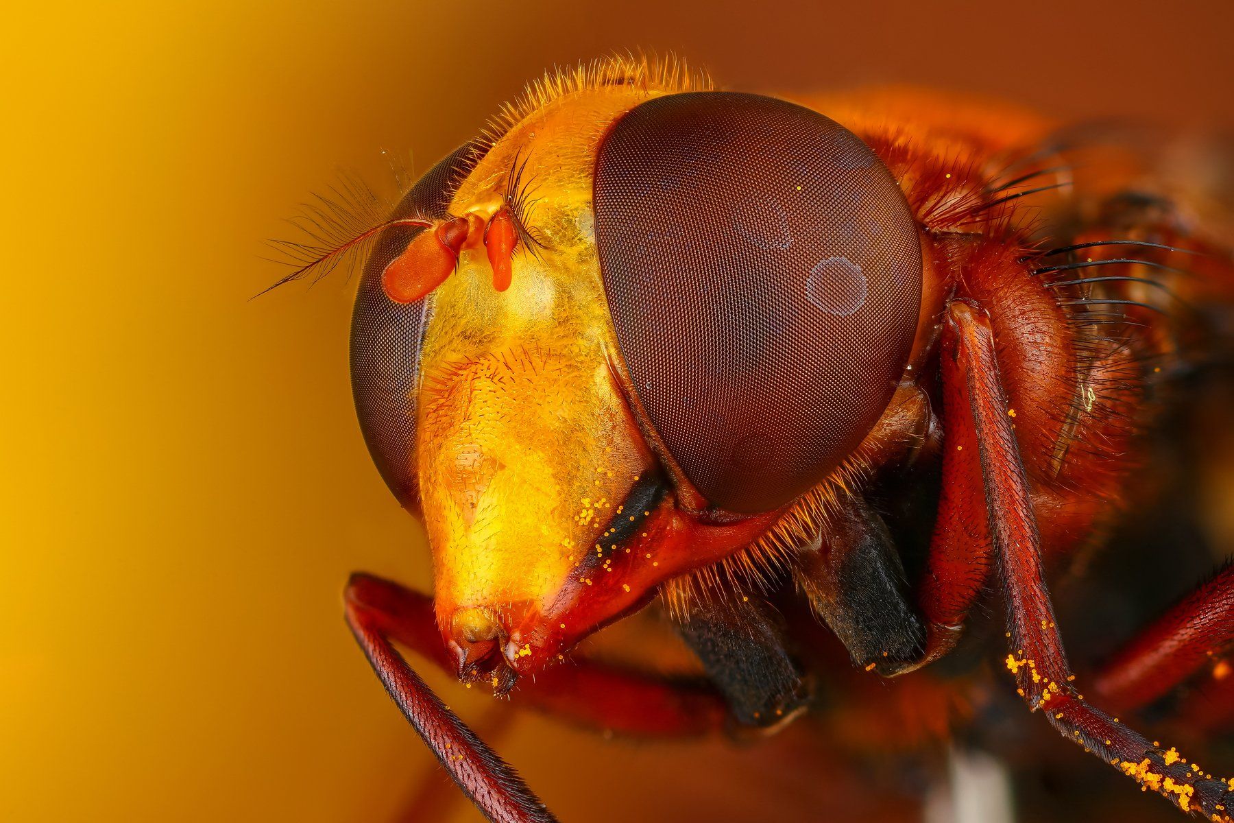 макро муха насекомое животное оранжевый коричневый портрет, Андрей Шаповалов