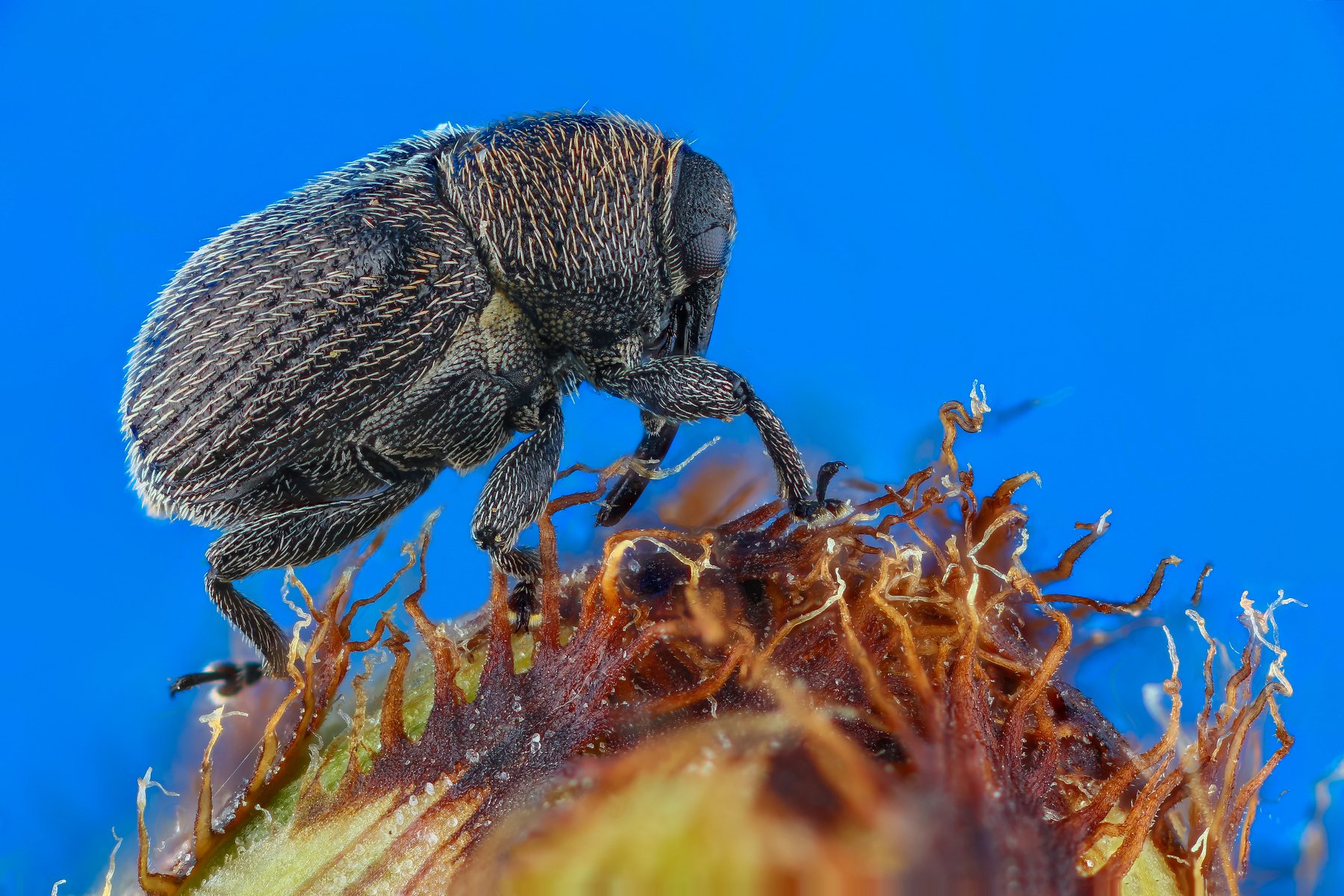 макро жук насекомое животное синий, Андрей Шаповалов