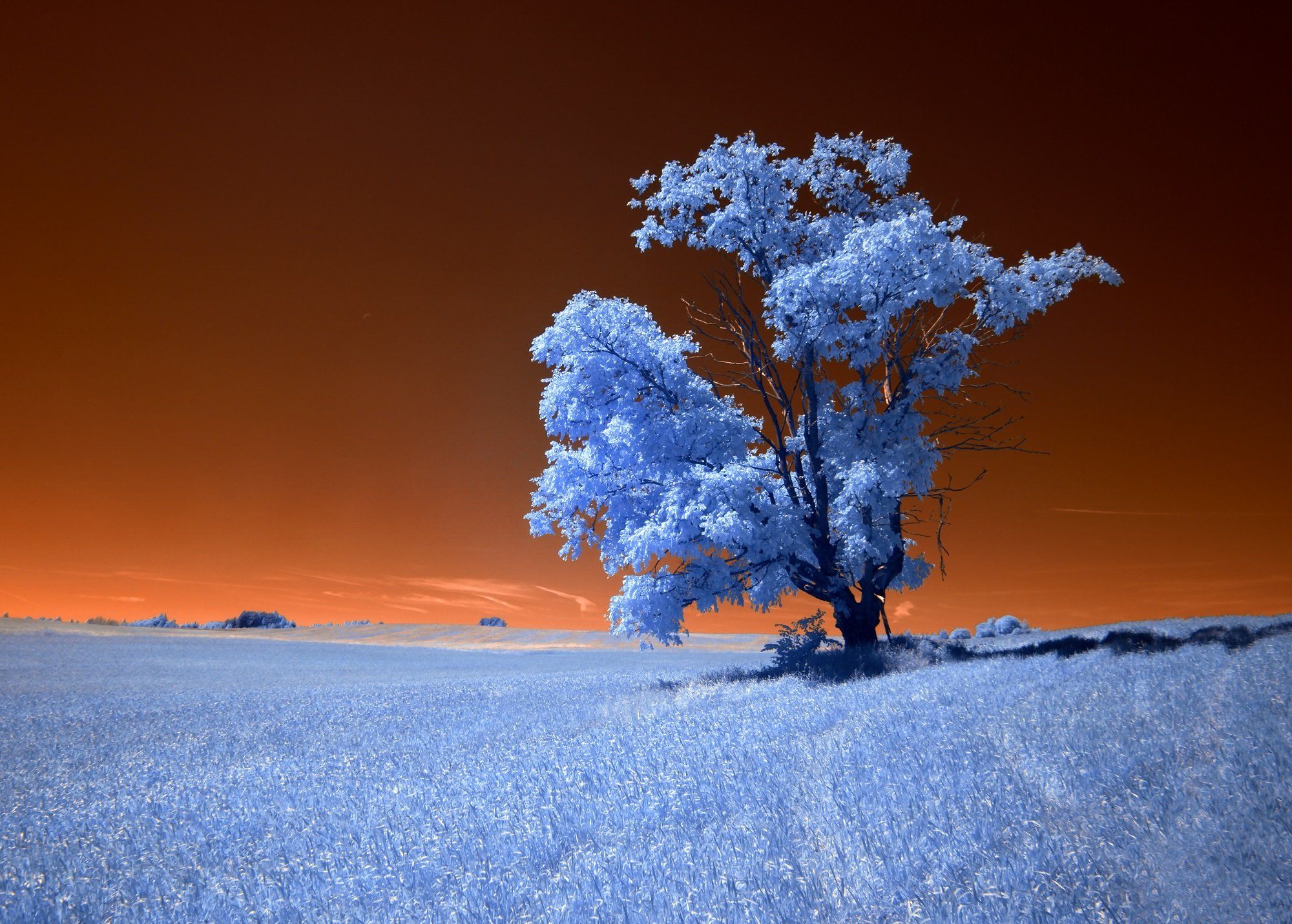 infrared,ик-фото,инфракрасное фото, инфракрасная фотография, пейзаж, лето, беларусь, Sixten ( Сергей )