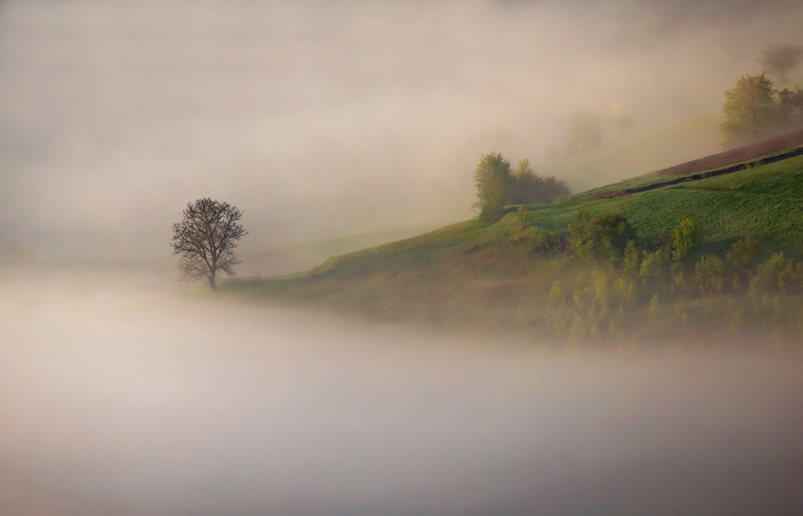 mountain, spring, landscape, travel, nature, romania, colors, holbav, fog, tree, light, sunrise, Lazar Ioan Ovidiu