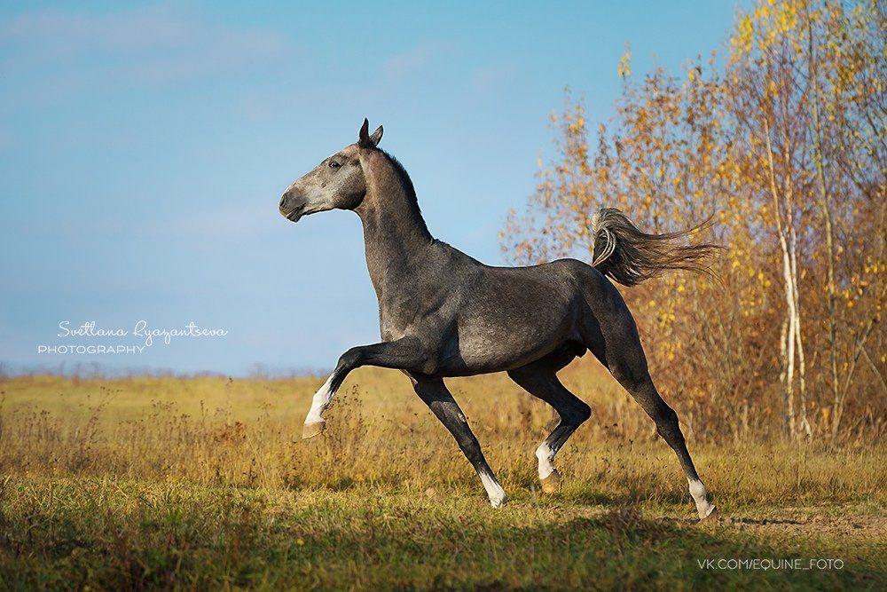 horse, лошадь, лошади, portrait, Svetlana Ryazantseva