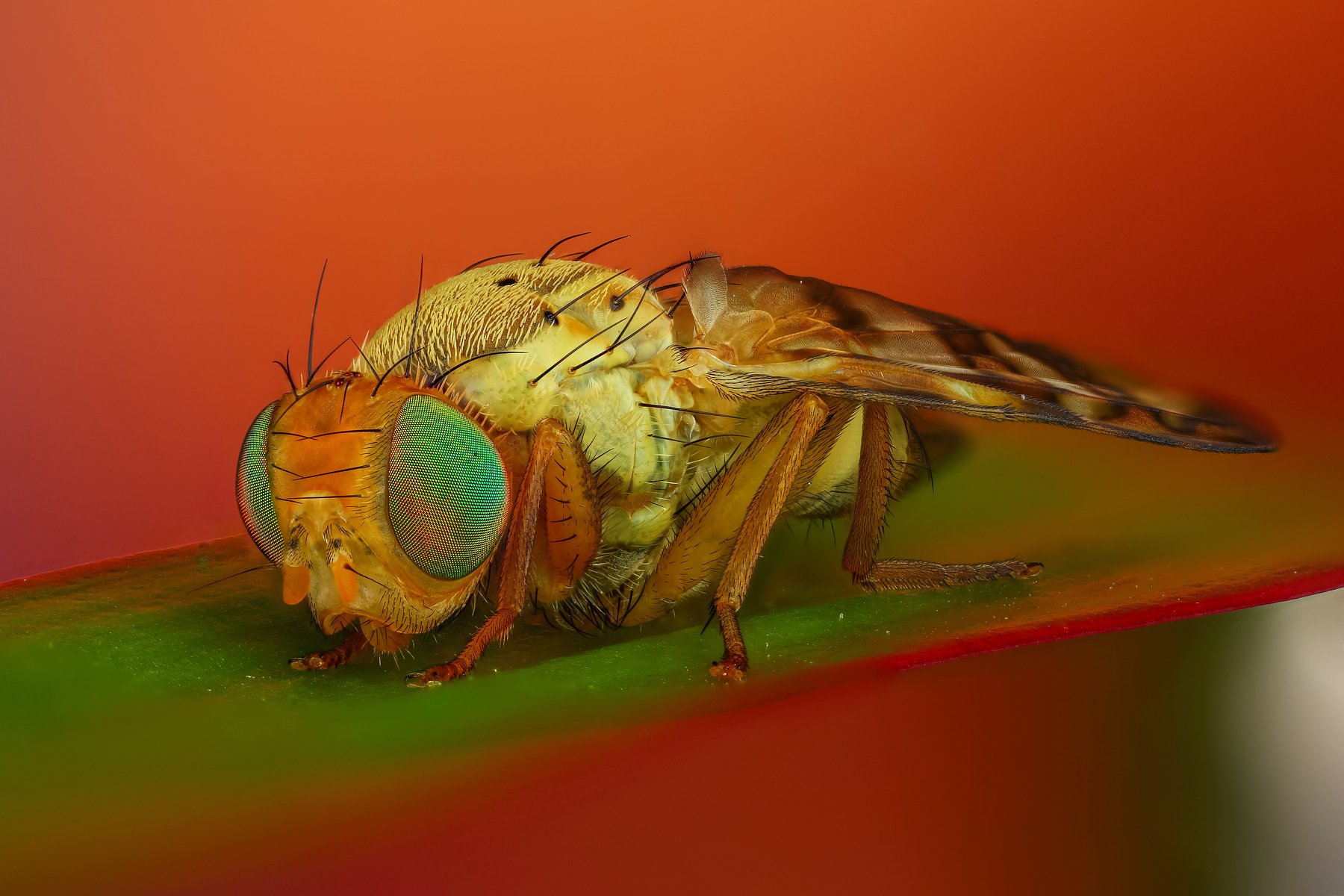 макро муха насекомое животное оранжевый, Андрей Шаповалов