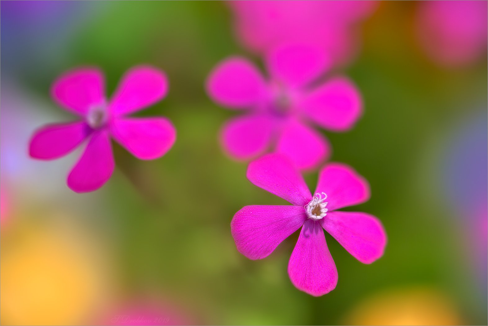 цветы, флора, весна, макро, Sergey Drobkov