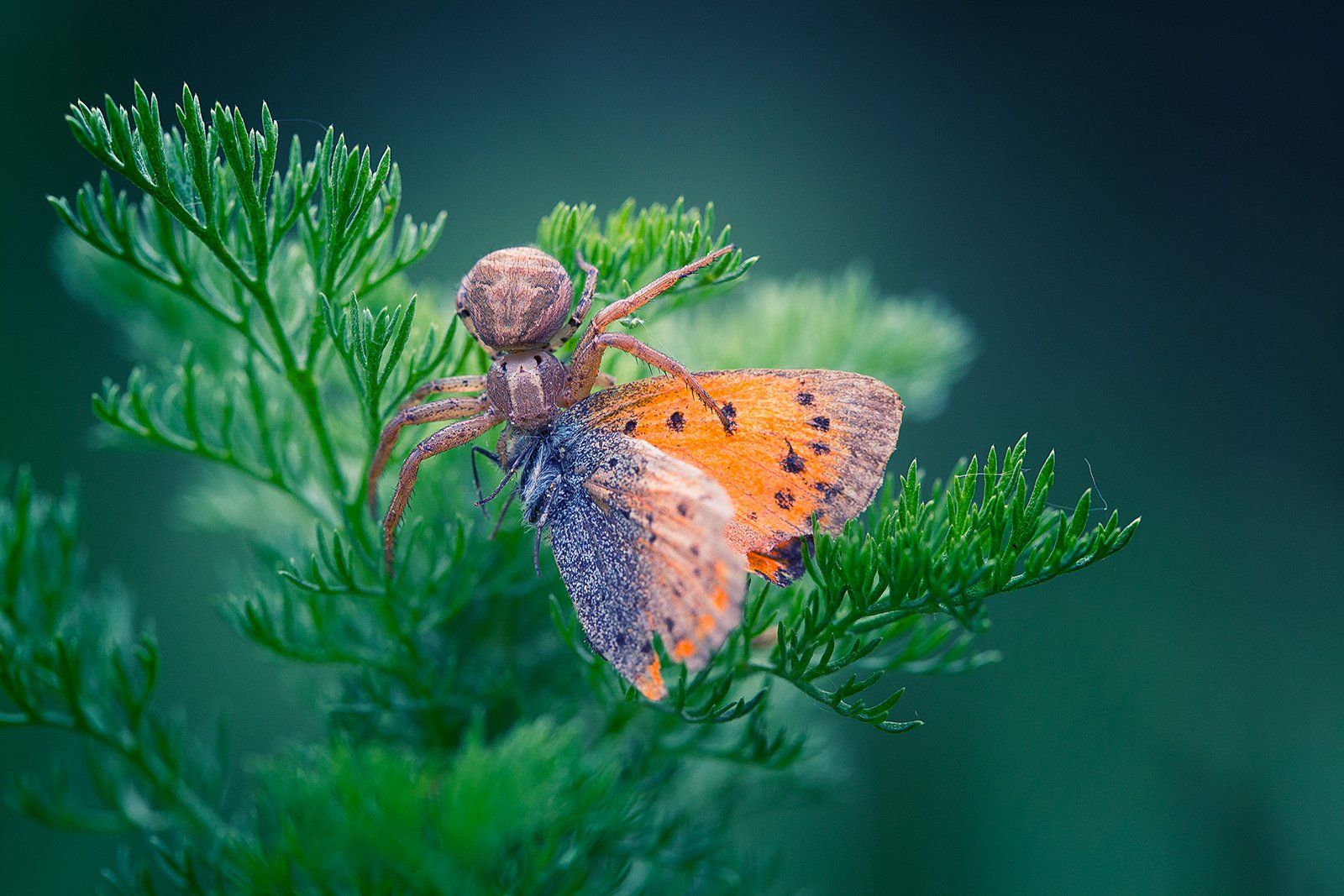 spider,macro,nature,wild,beautiful,wildlife,hunter,butterfly,, Georgi Georgiev