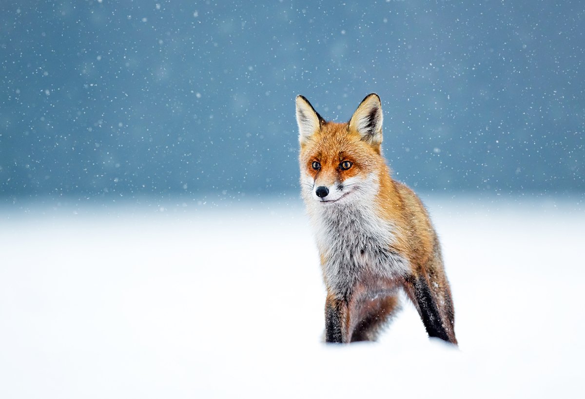 fox, animals, wildlife, winter, snow,, Piotr Krześlak