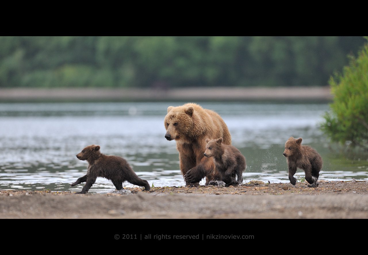 медведь, медвежата, курильское озеро, камчатка, дикая природа, николай зиновьев, Николай Зиновьев