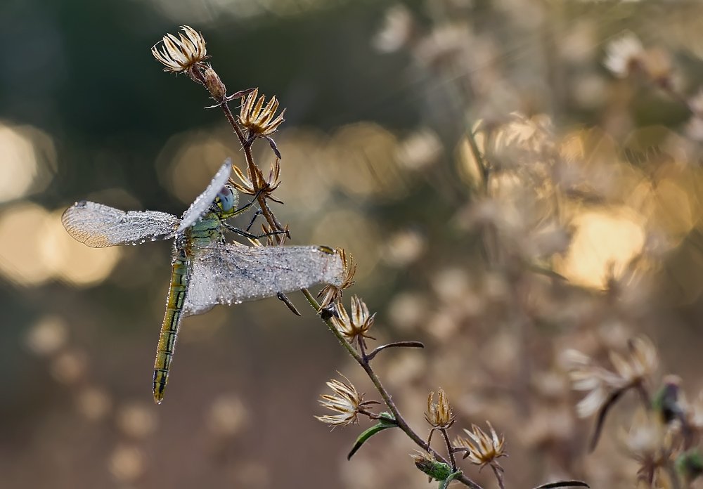 odonata, eos x4, canon, 550d, 85mm, f1.8, Remus Moise