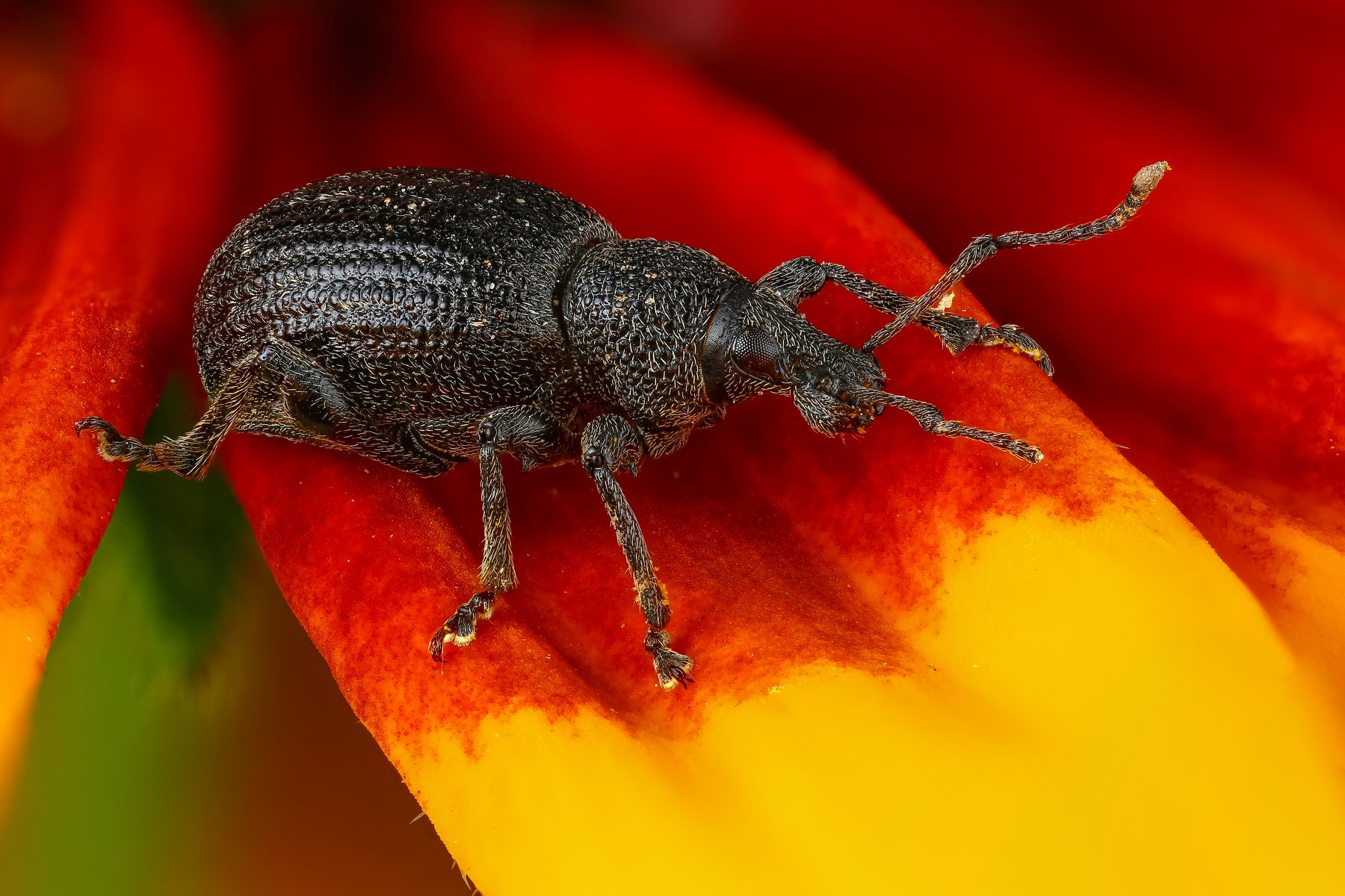 макро жук насекомое животное черный цветок оранжевый желтый, Андрей Шаповалов