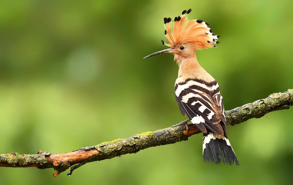 birds, animals, wildlife, hoopoe, nature, spring, summer, green,, Piotr Krześlak