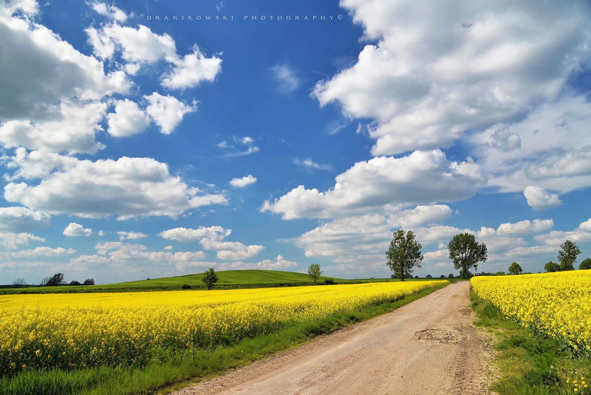 yellow flower field rapeseed rzepak dranikowski road sky blue clouds spring, Radoslaw Dranikowski