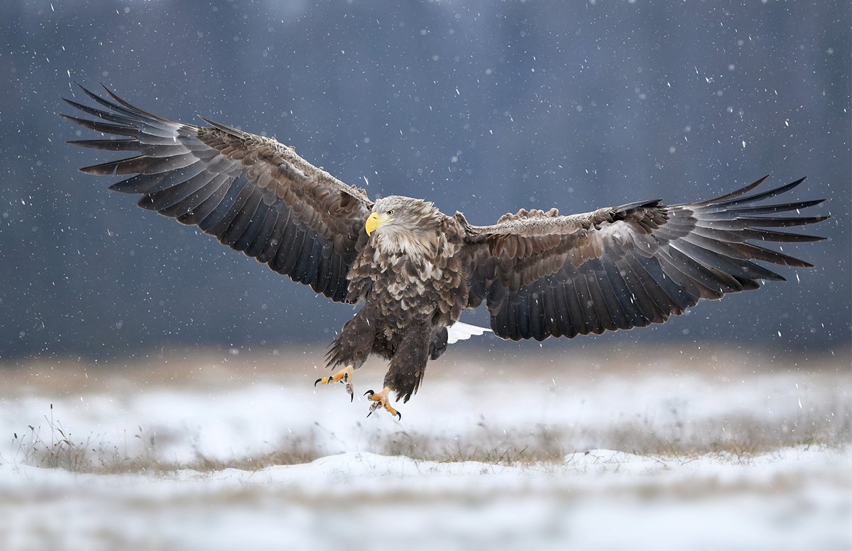 eagle, birds, animals, winter, snow, wildlife,, Piotr Krześlak