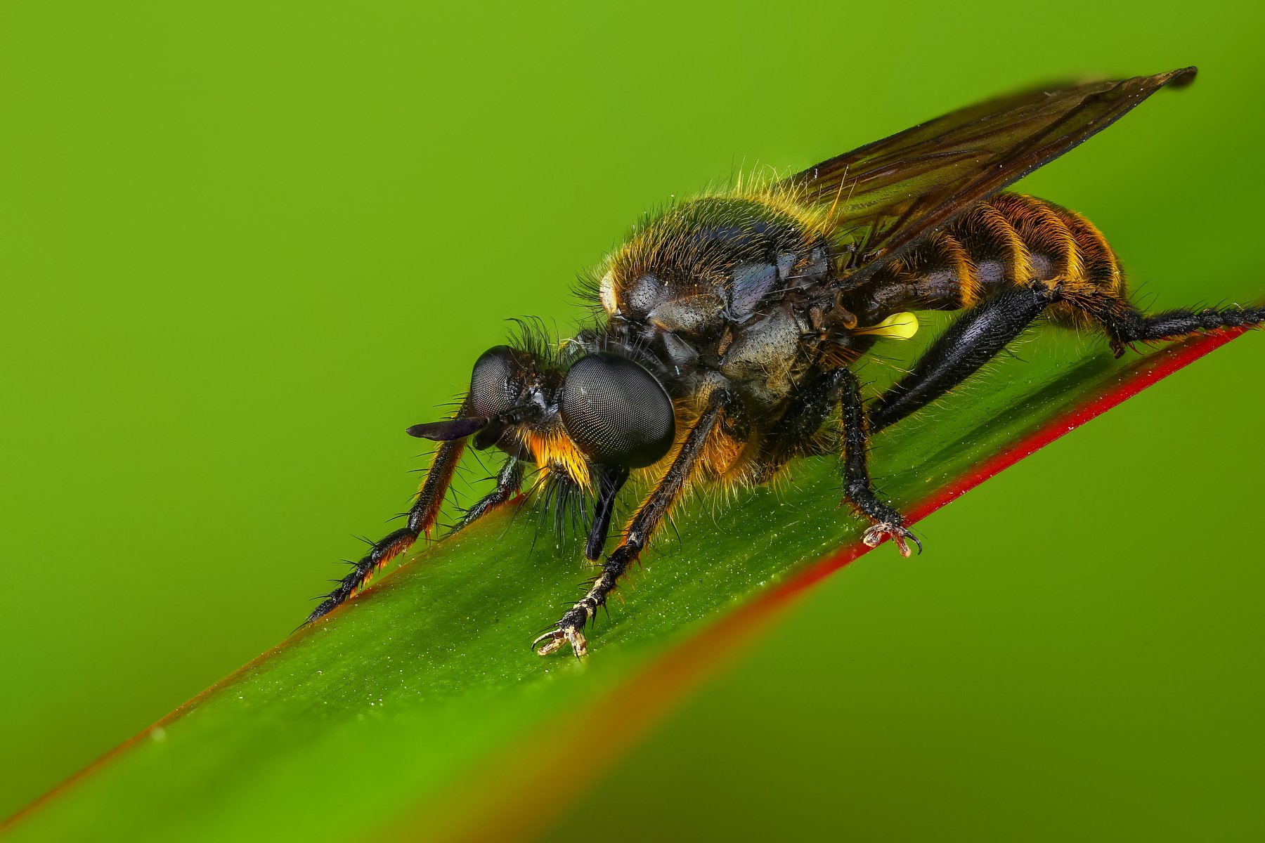 макро муха насекомое животное зеленый, Андрей Шаповалов