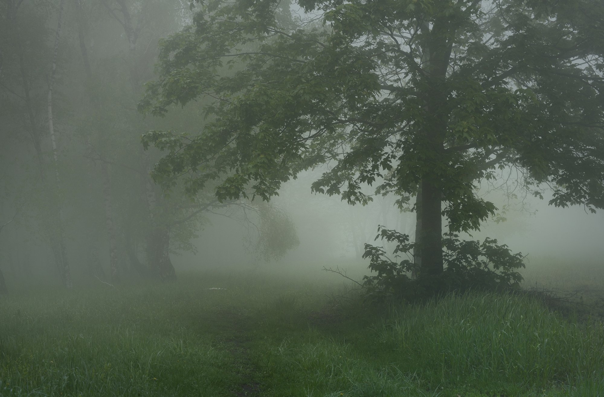 лес туман весна рассвет, Александр Жарников