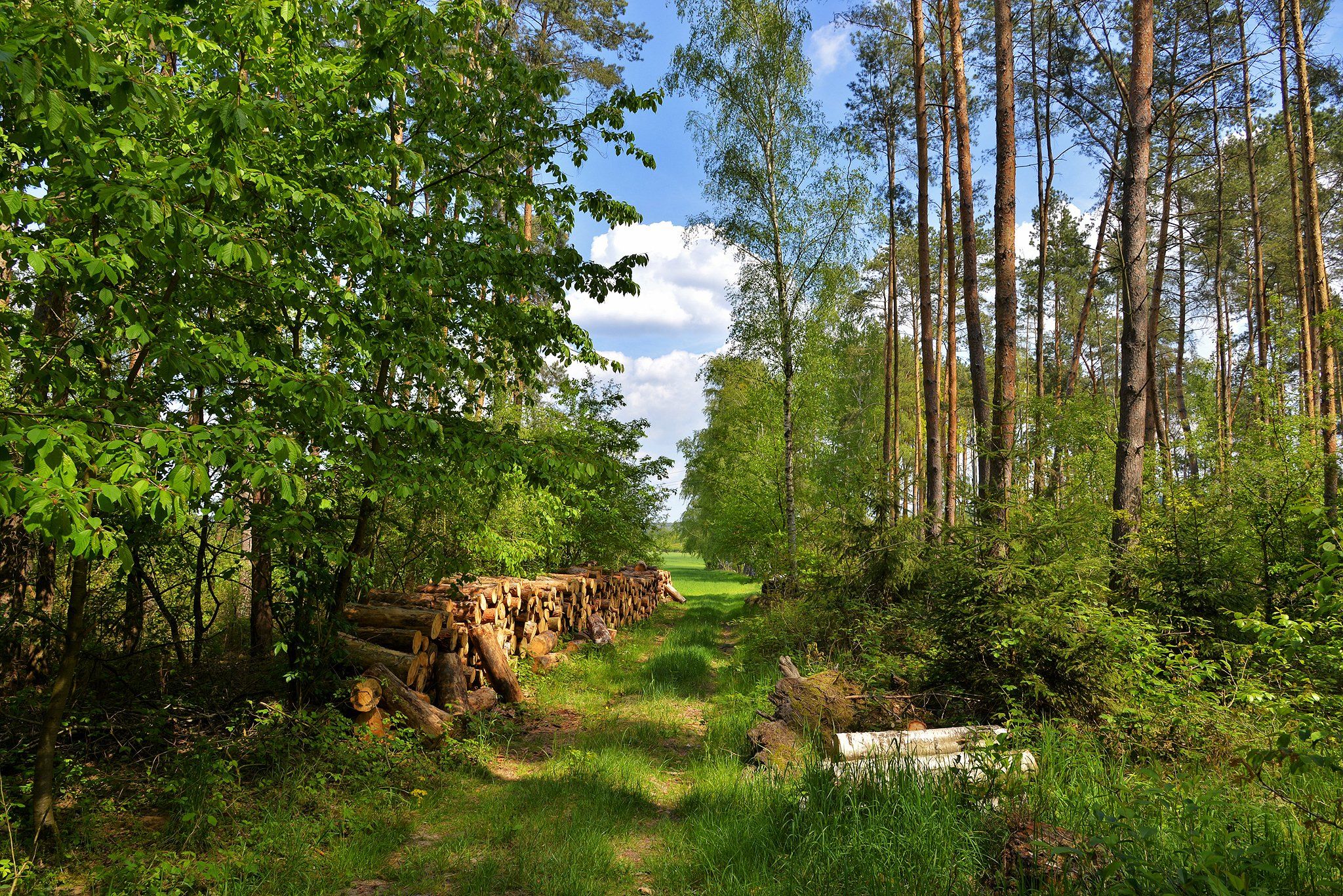 walk in the woods trees path road spring dranikowski szyszkin blue sky green nature nikon wood, Radoslaw Dranikowski