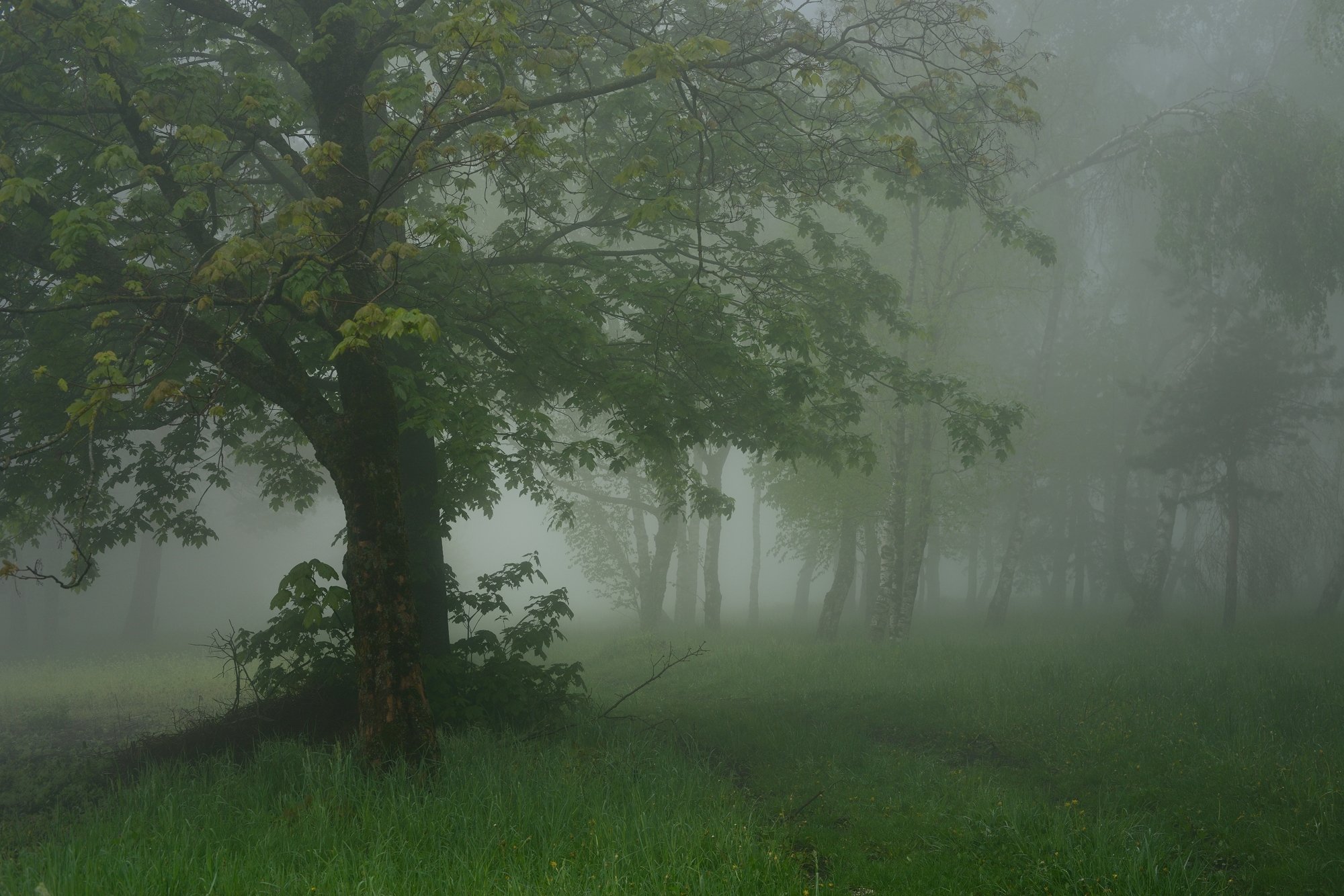 утро туман весна лес, Александр Жарников