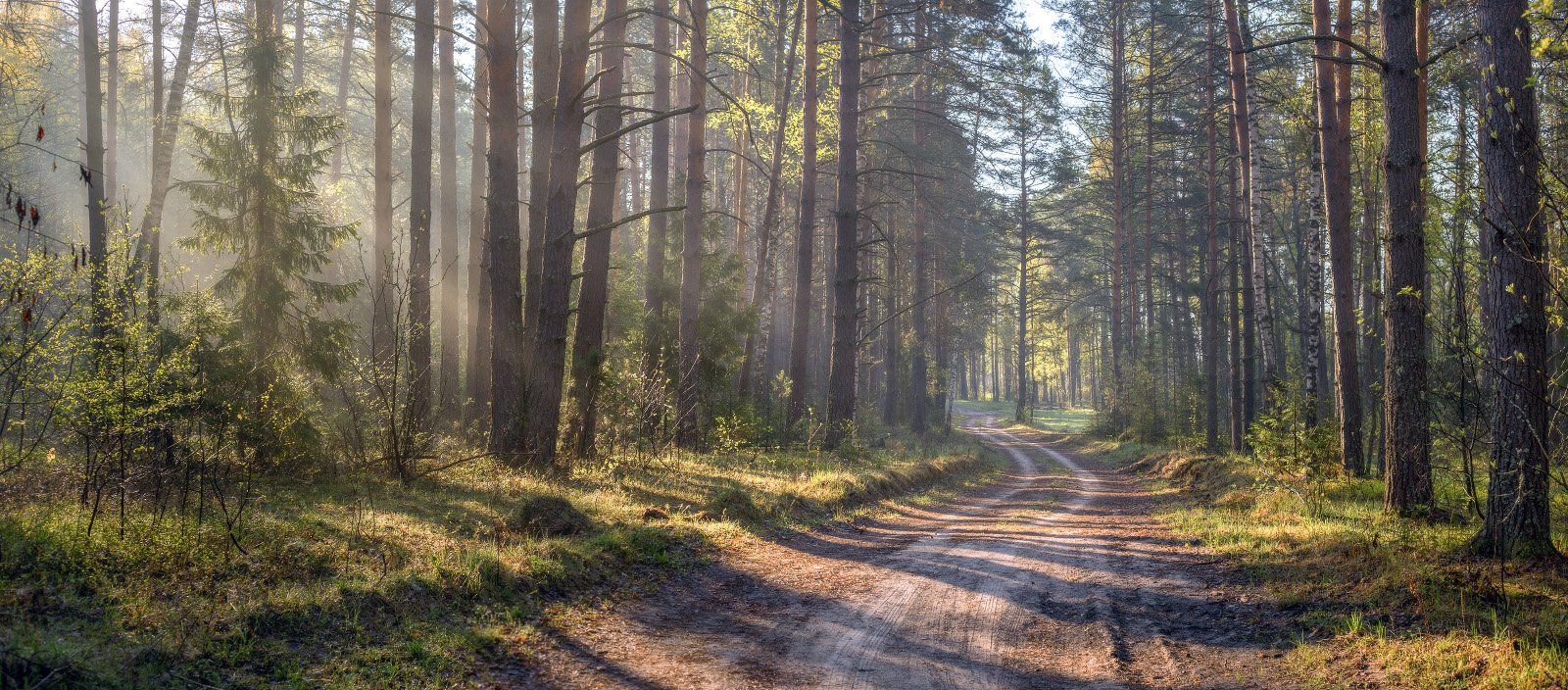 лес весна май утро свет туман дорога, Дмитрий Алексеев