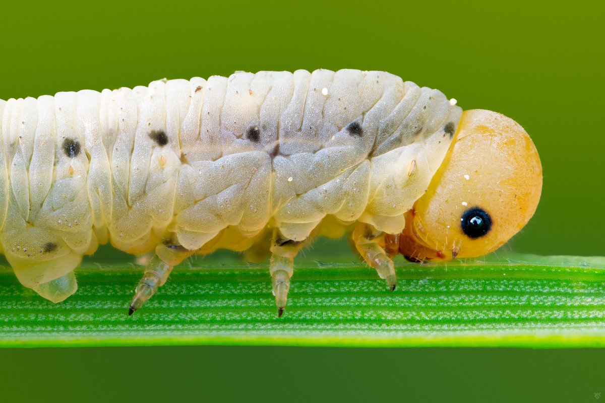 Caterpillar, bug, macro, 5:1, Wojciech Grzanka