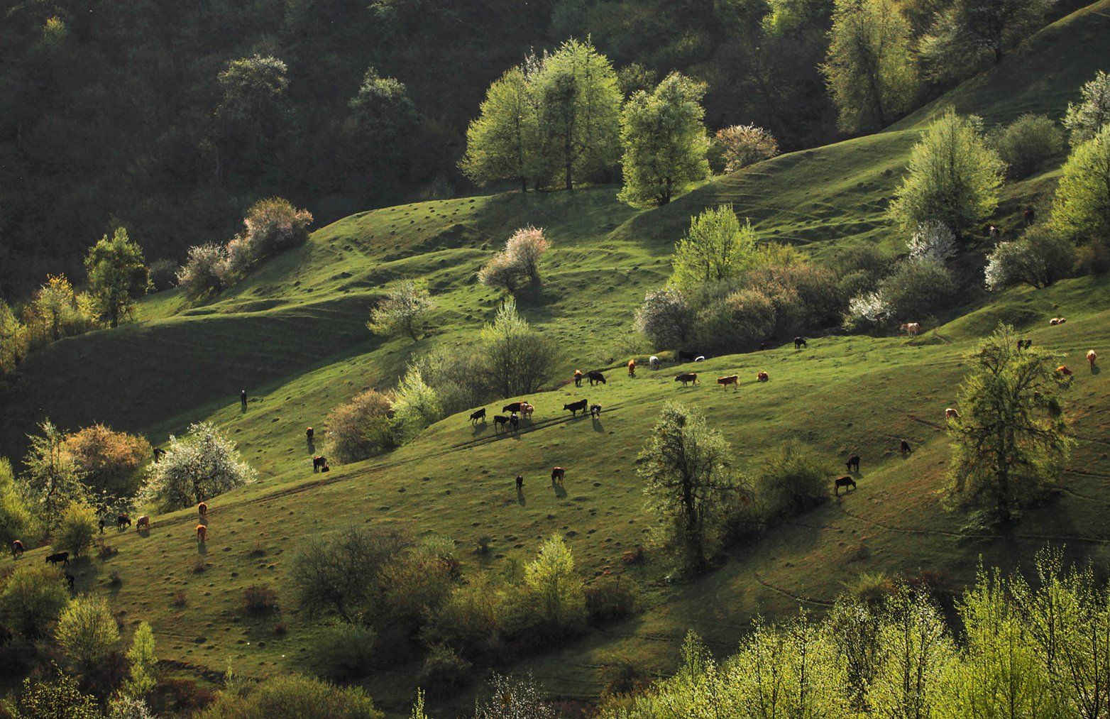 горы,животные,весна,пейзаж,дагестан,, Marat Magov