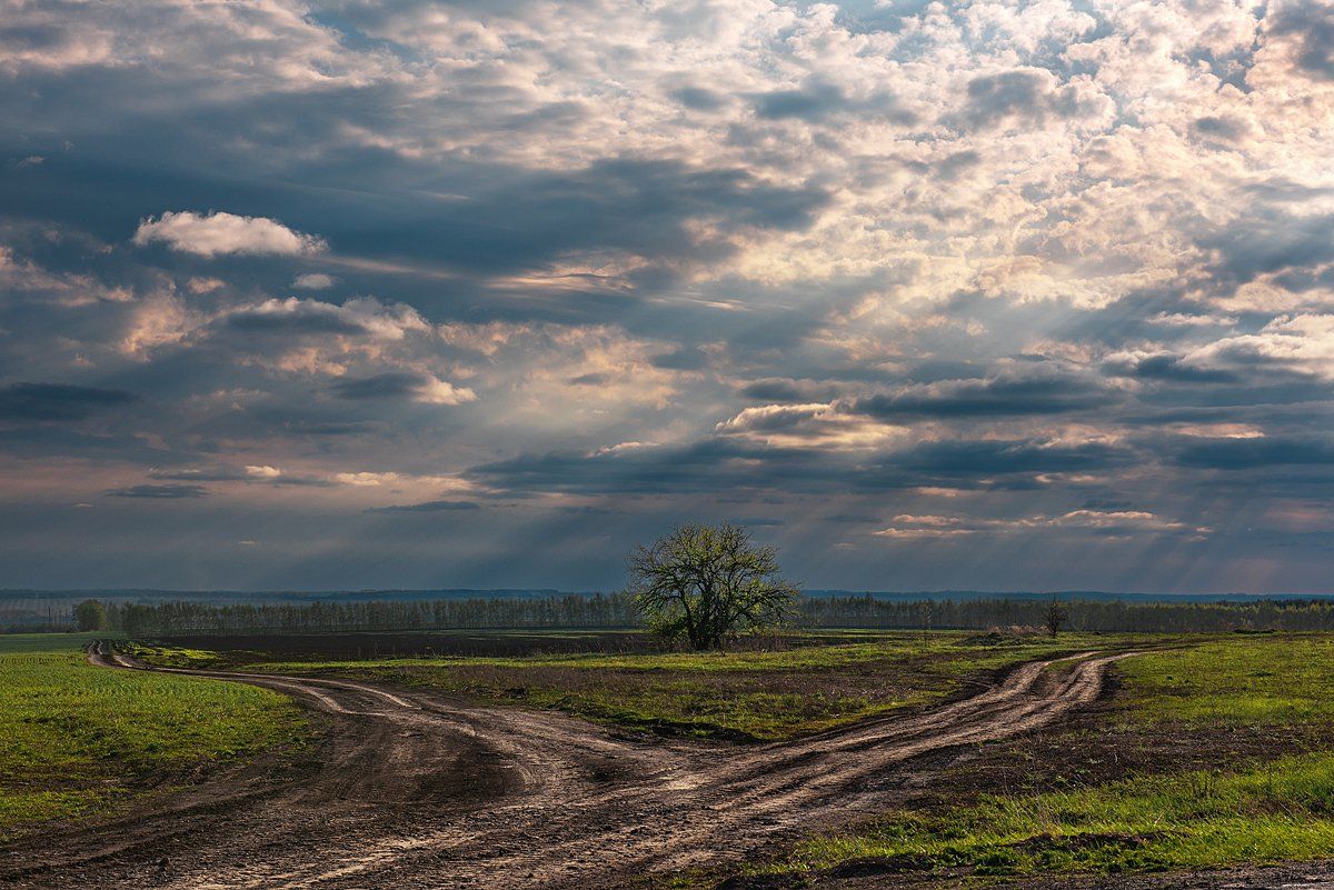 поле,дорога,одинокое дерево,облака,лучи, Андрей Cоколов