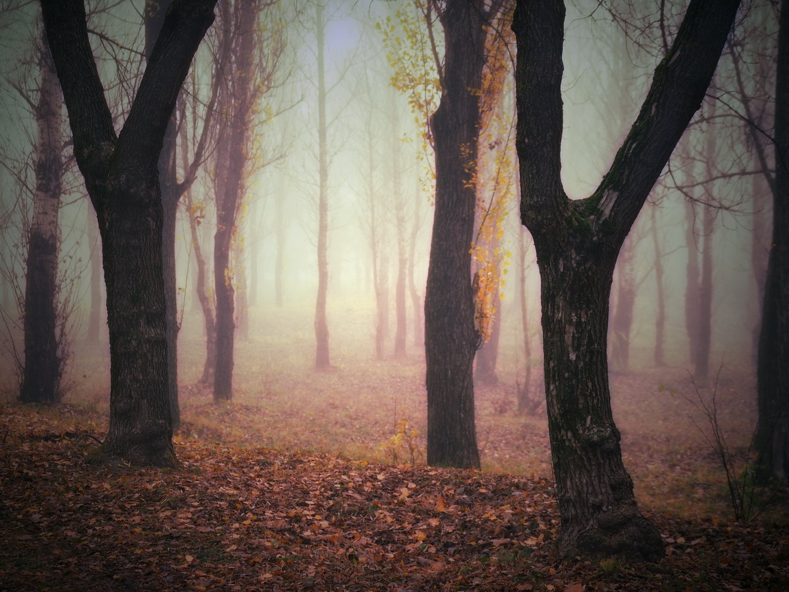 gomel belarus forest  беларусь гомель лес туман, Иванчиков Дмитрий