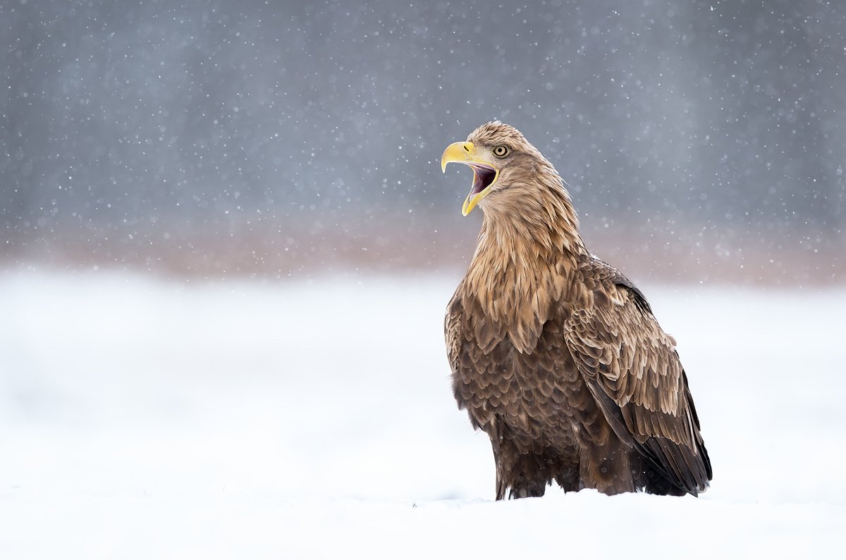 eagle, birds, wildlife, animals, winter, snow, animal, bird, prey, predator, white, tail,, Piotr Krześlak