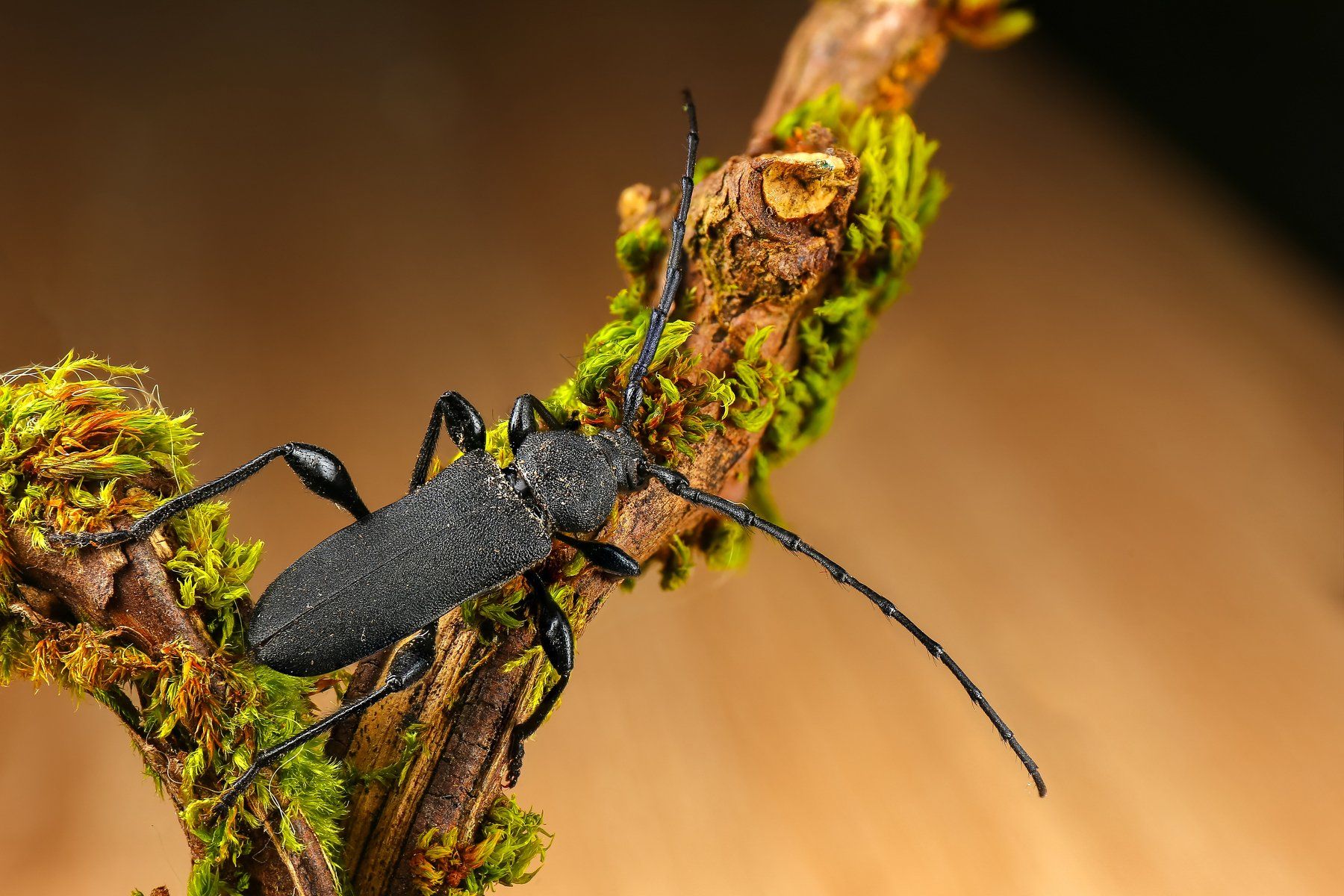 макро жук насекомое животное черный, Андрей Шаповалов