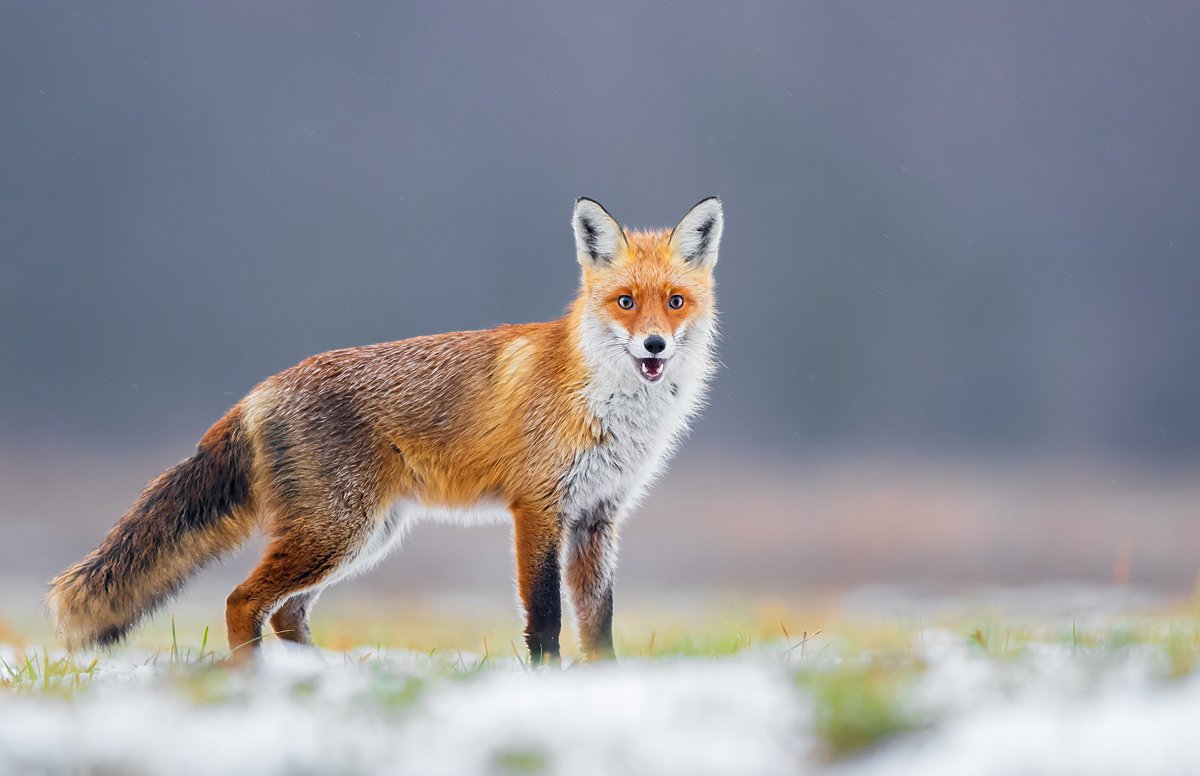 fox, animals, wildlife, vulpes, mammals, predator,, Piotr Krześlak