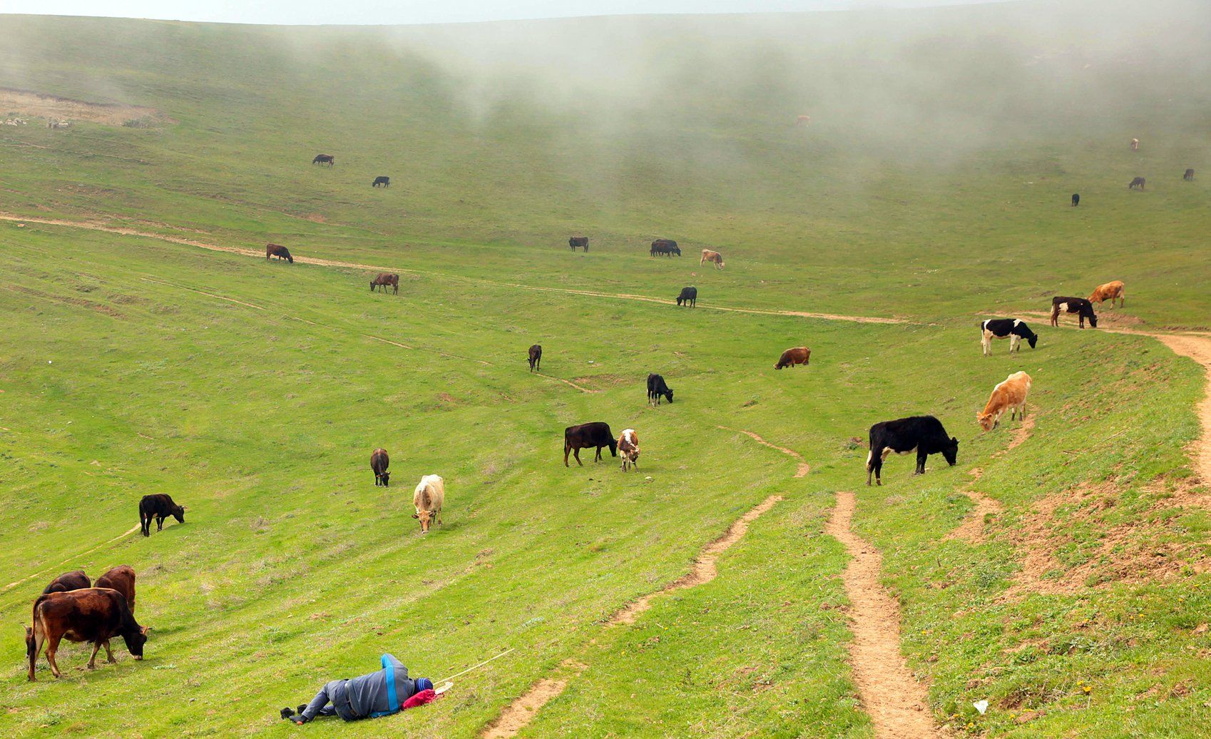 горы,весна,пейзаж,коровы,пастух,, Marat Magov